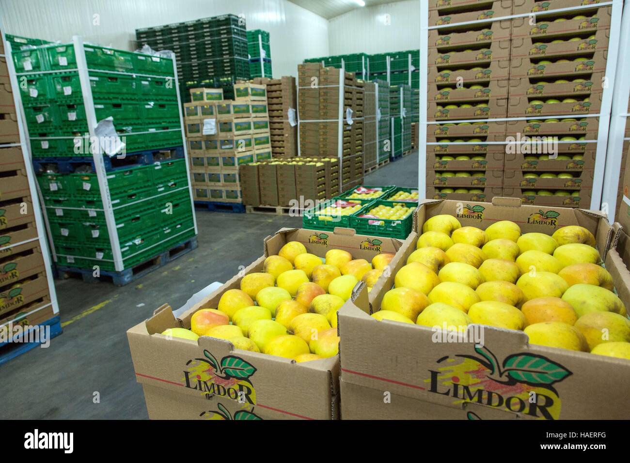 LIMBOR COOPÉRATIVE BIOLOGIQUE, LES POMMES DU LIMOUSIN, Saint Yrieix la Perche (87), HAUTE VIENNE, FRANCE Banque D'Images