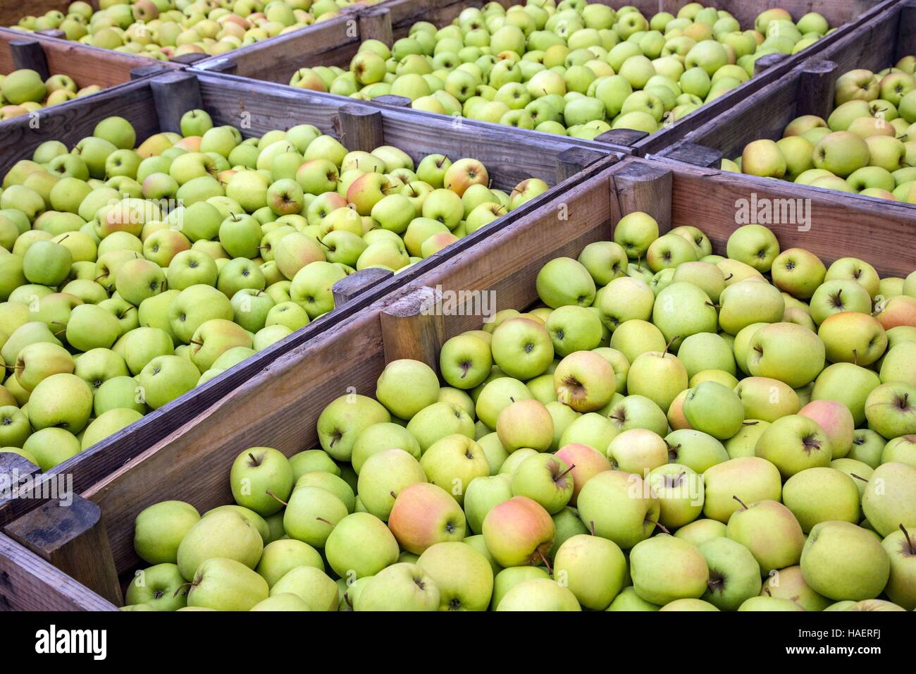 LIMBOR COOPÉRATIVE BIOLOGIQUE, LES POMMES DU LIMOUSIN, Saint Yrieix la Perche (87), HAUTE VIENNE, FRANCE Banque D'Images