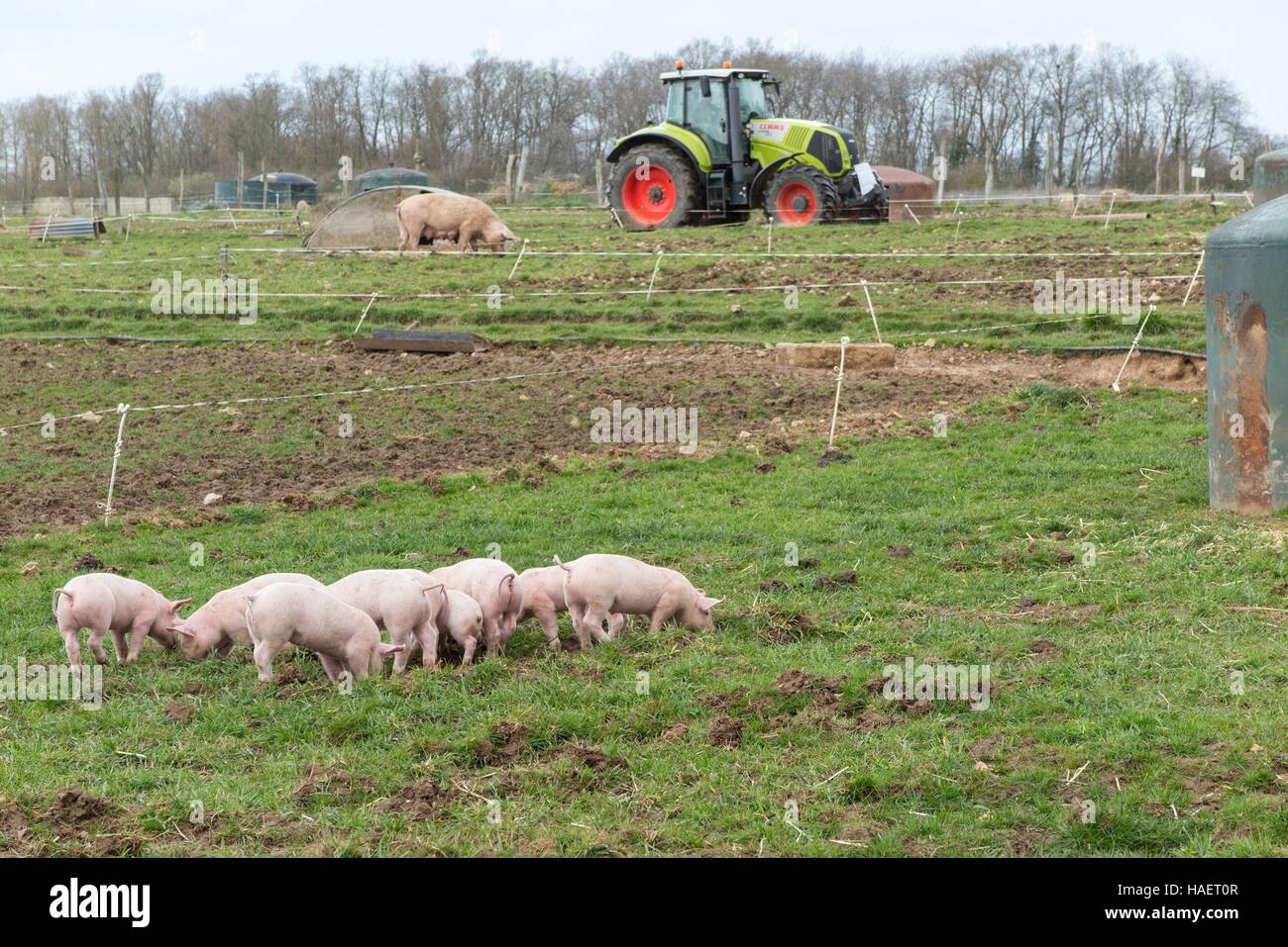 L'ÉLEVAGE DES ANIMAUX DANS L'EURE (27), Haute-Normandie, France Banque D'Images