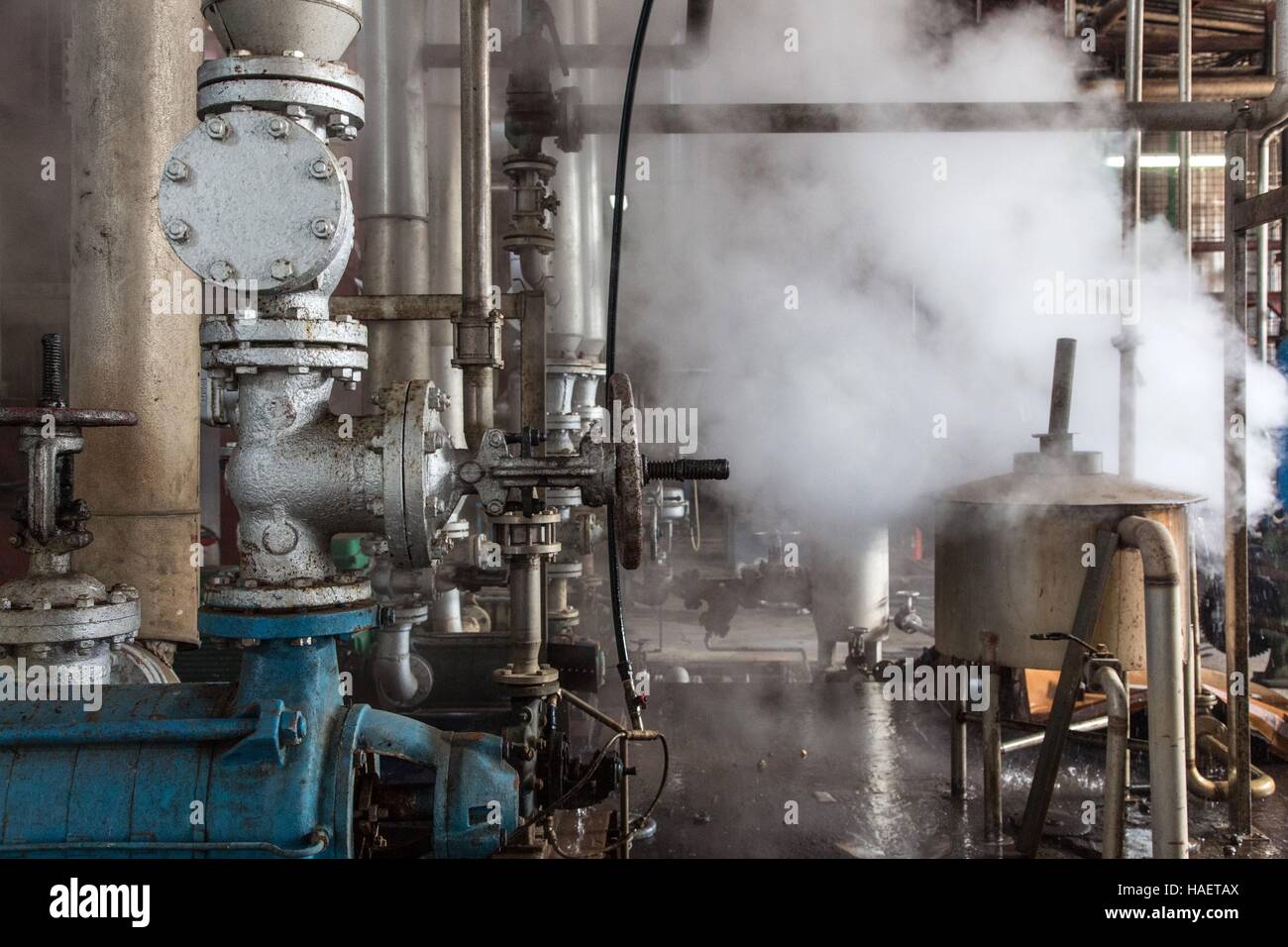 Le rhum ET LA CULTURE DE LA CANNE À SUCRE EN MARTINIQUE, Antilles françaises, FRANCE Banque D'Images