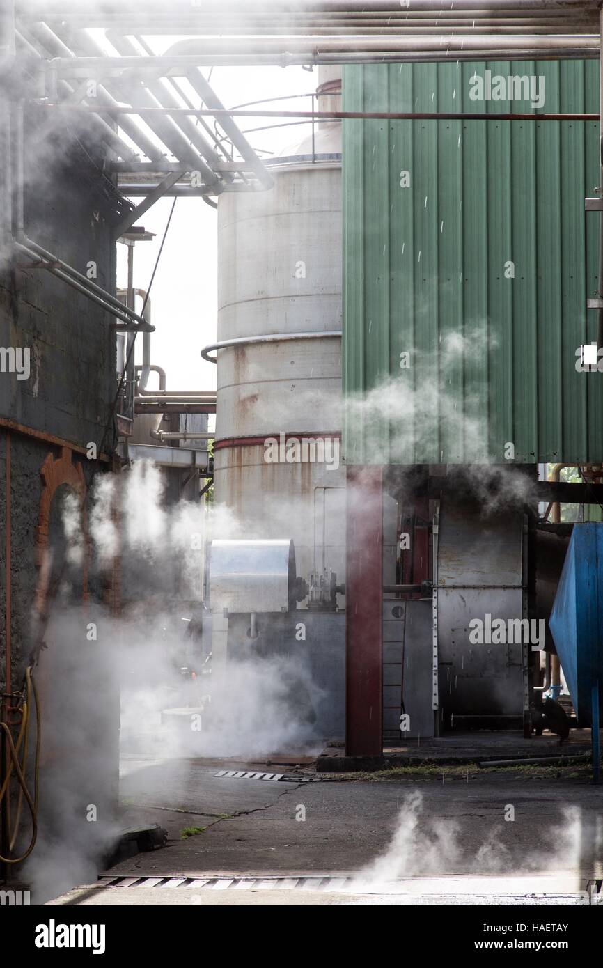 Le rhum ET LA CULTURE DE LA CANNE À SUCRE EN MARTINIQUE, Antilles françaises, FRANCE Banque D'Images