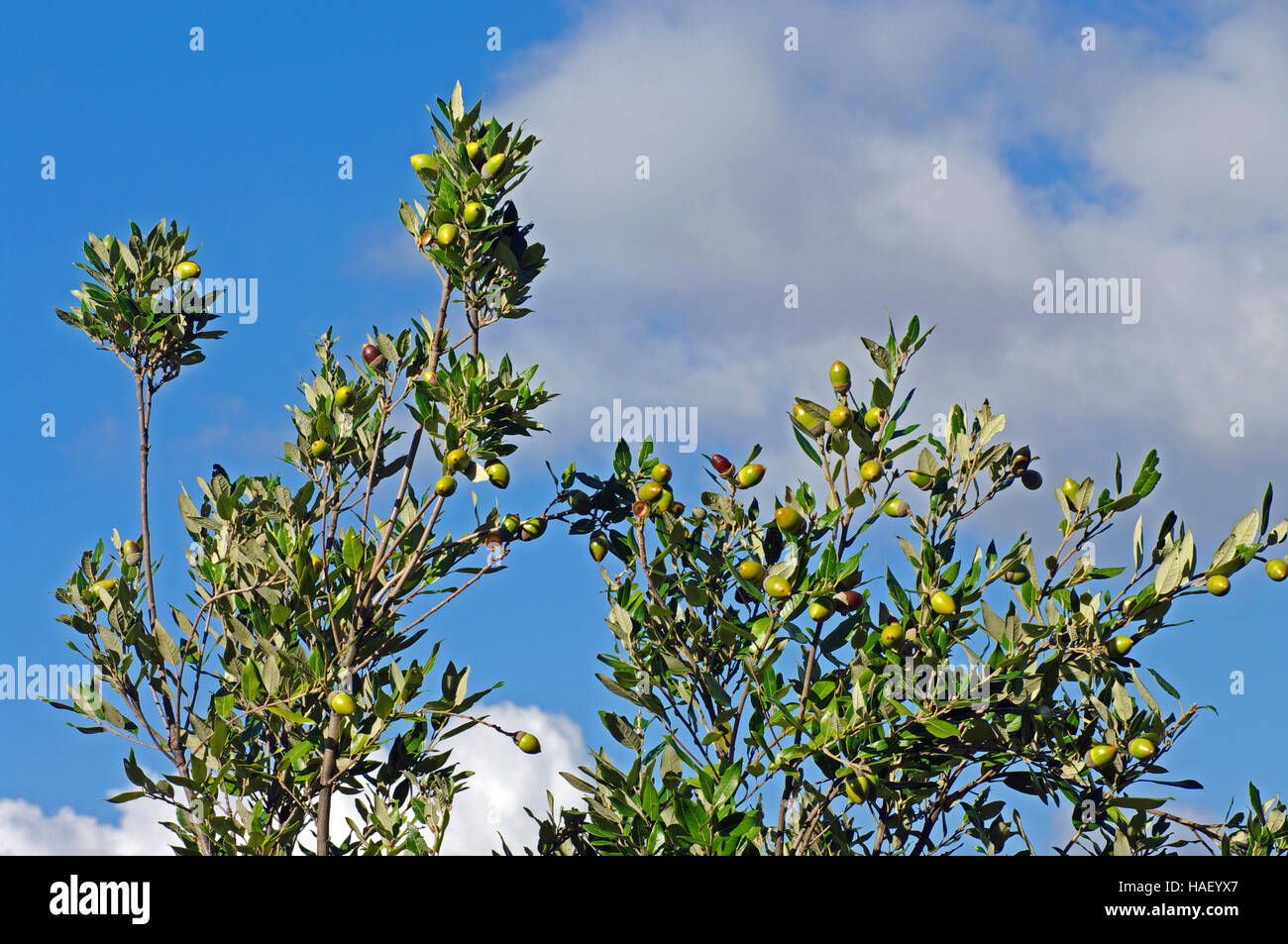 C'est le chêne vert Quercus ilex, le chêne vert ou chêne houx, de la famille des Fagaceae - avec les glands Banque D'Images