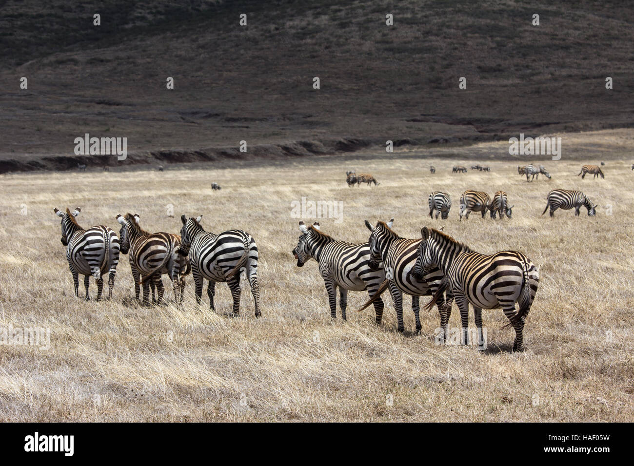 Zèbres dans la Ngorongoro Conservation Area, Tanzania Banque D'Images