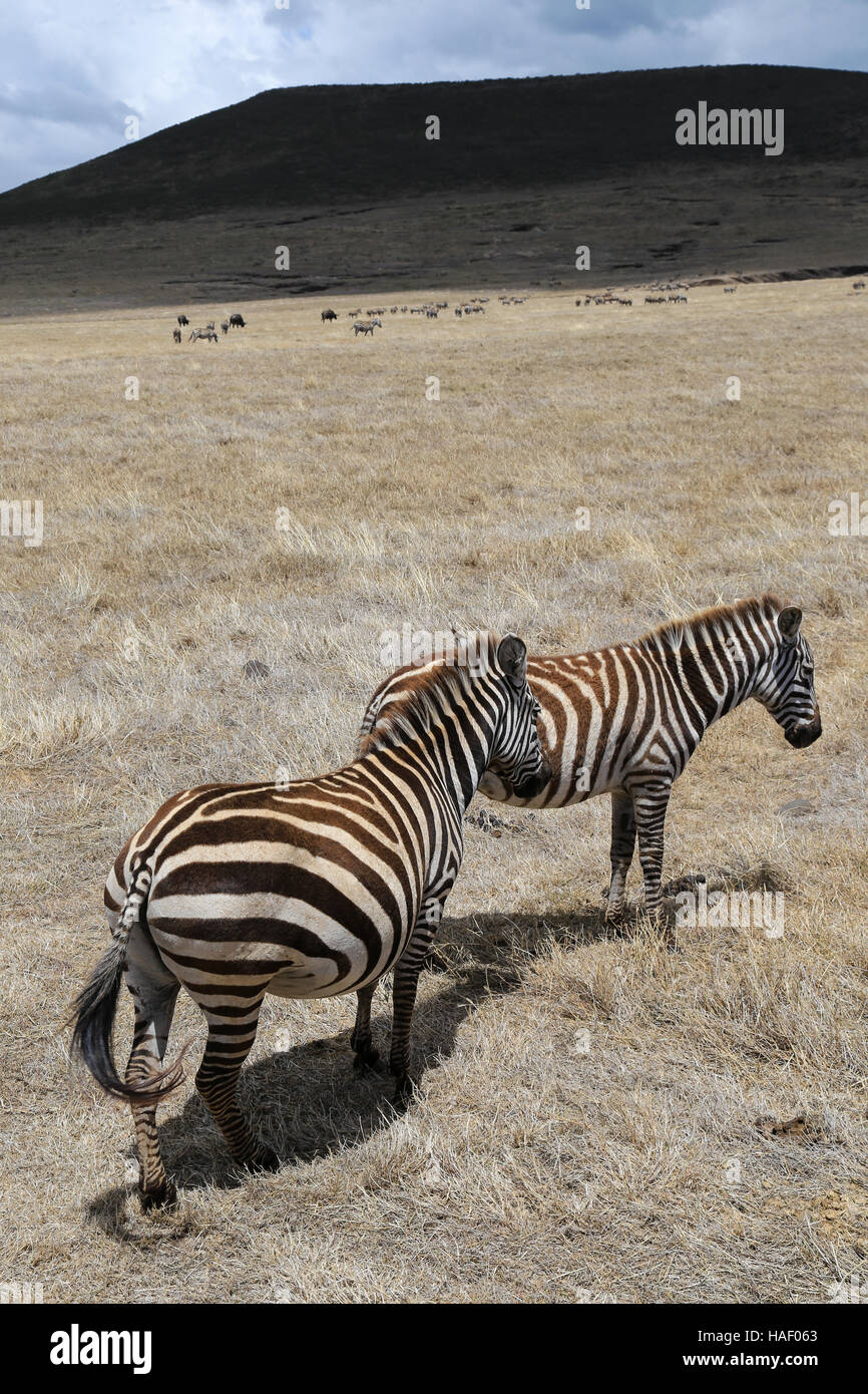 Zèbres dans la Ngorongoro Conservation Area, Tanzania Banque D'Images