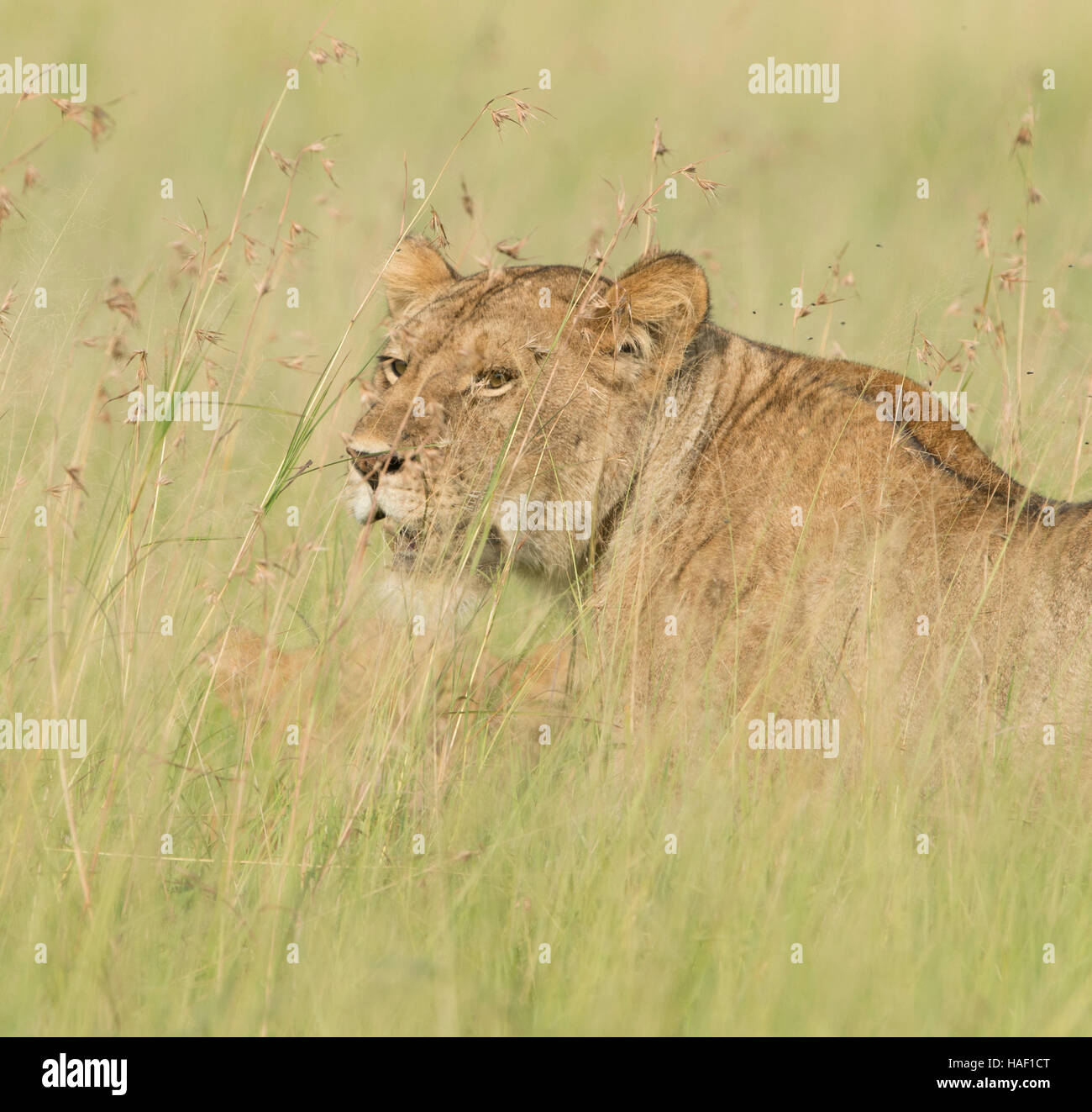 Lion dans l'herbe haute Serengeti National Park Banque D'Images