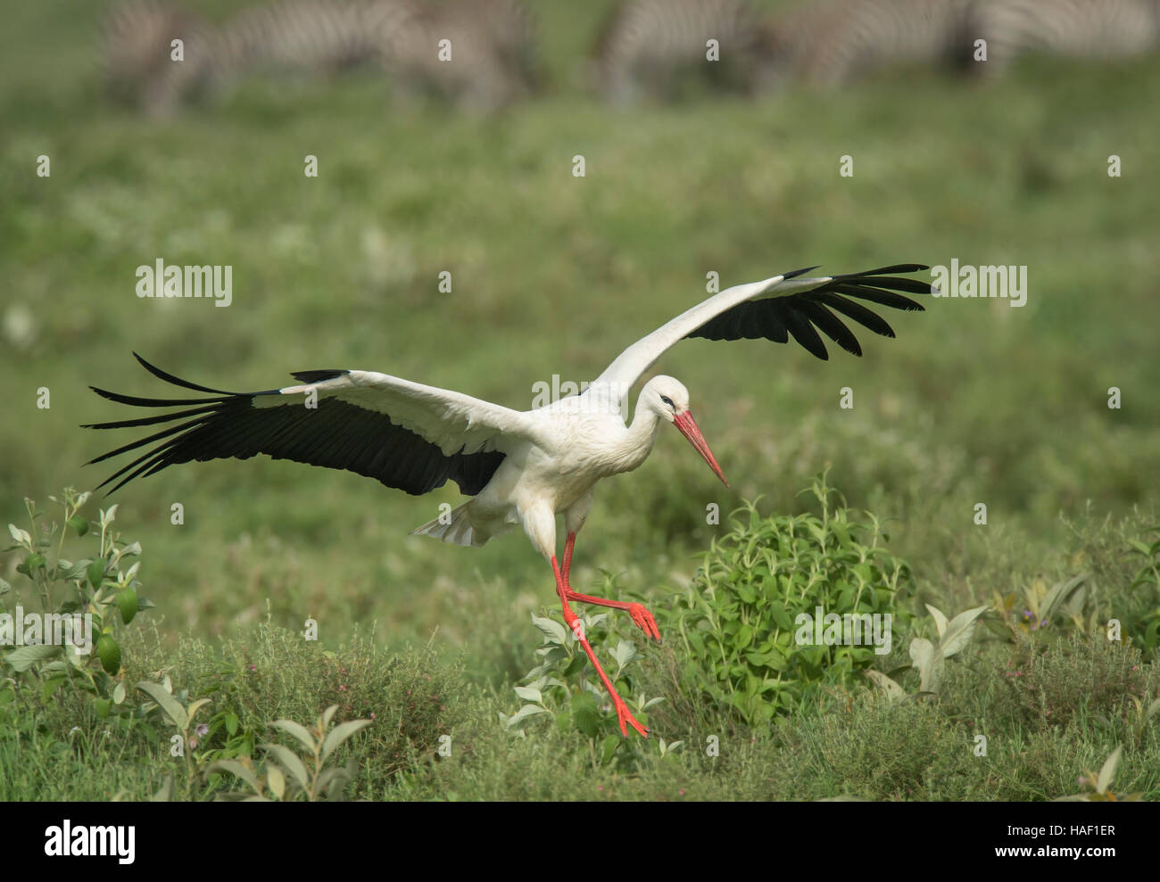 Stork européenne landing Banque D'Images