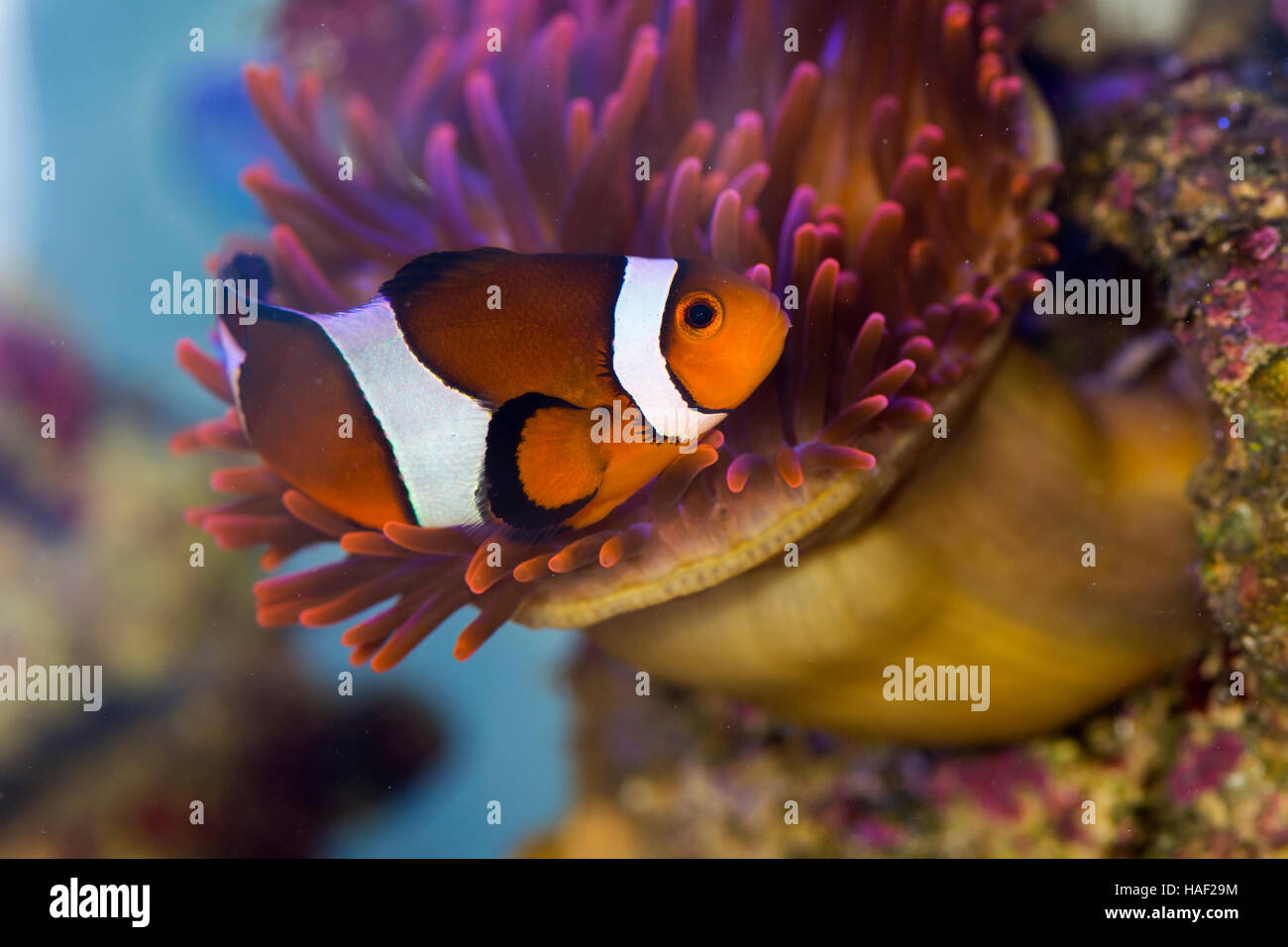 Des poissons clown dans entre les tentacules d'une anémone de mer Banque D'Images
