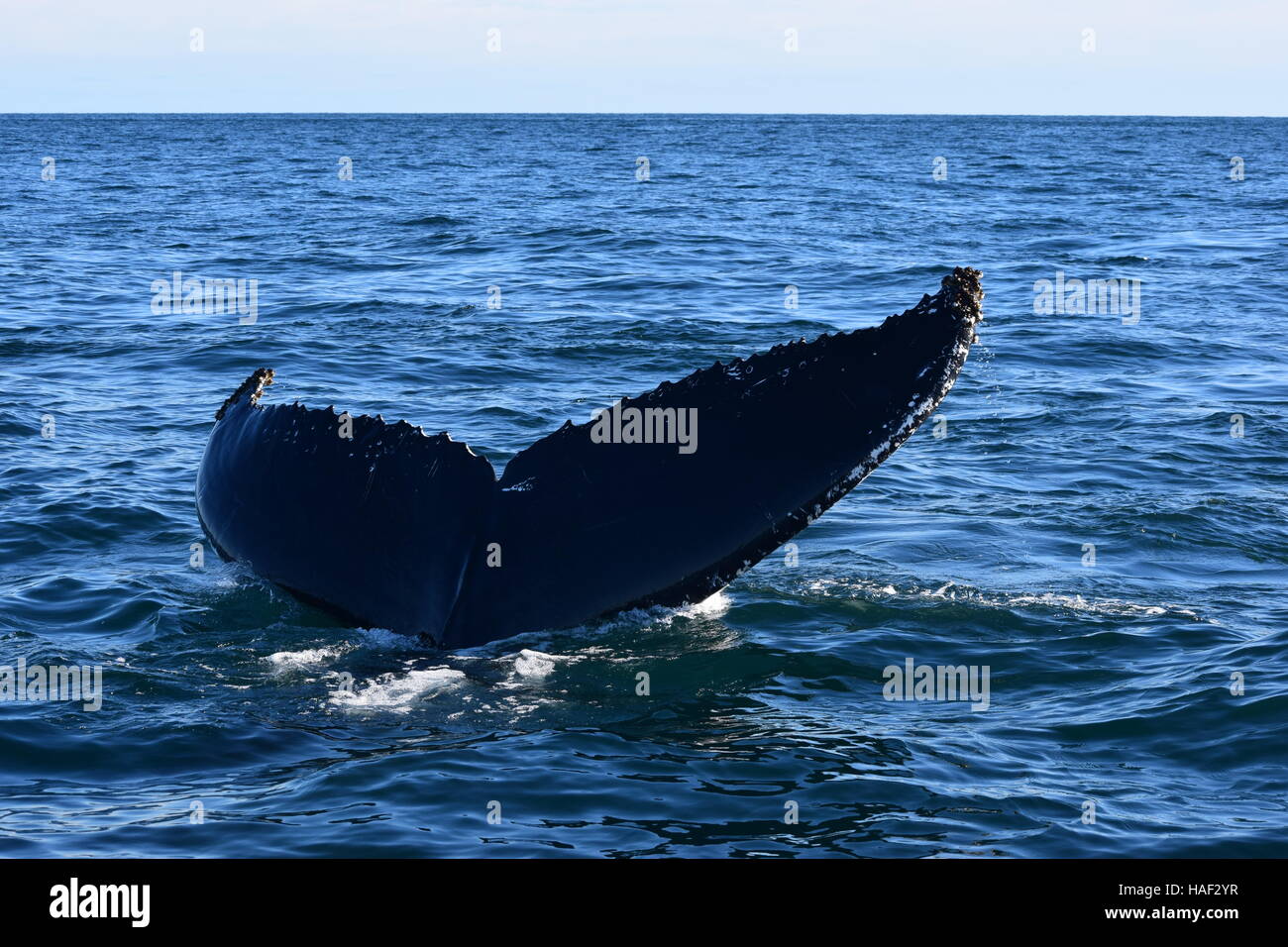 Une queue de baleine à bosse comme la baleine plonge. Banque D'Images