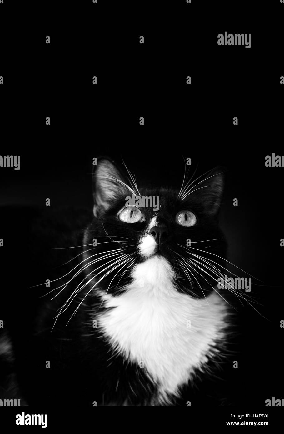 Jusqu'à la tomcat en noir et blanc sur fond noir. Banque D'Images