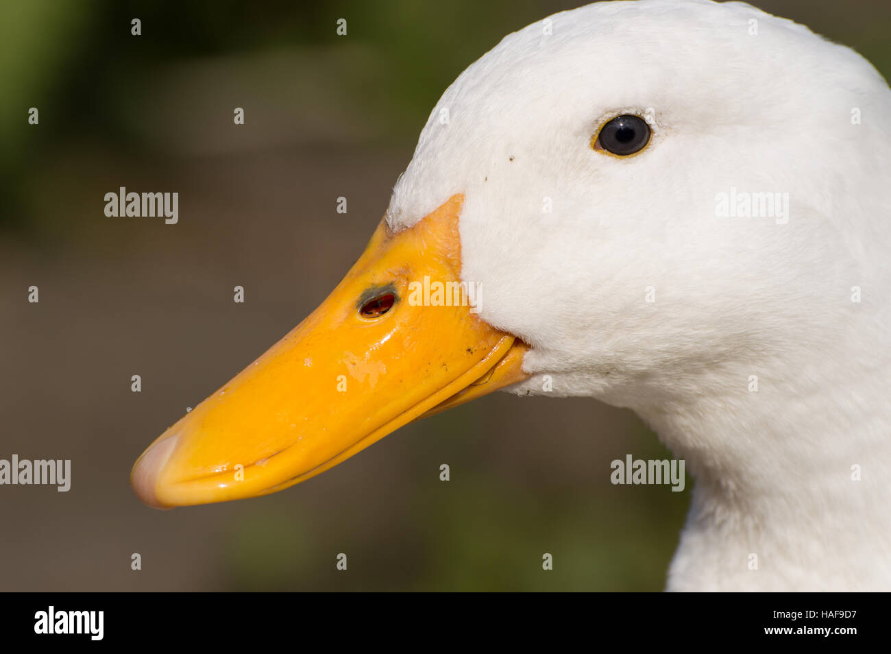 Un portrait en gros plan d'un Canard colvert (Anas platyrhynchos). Banque D'Images