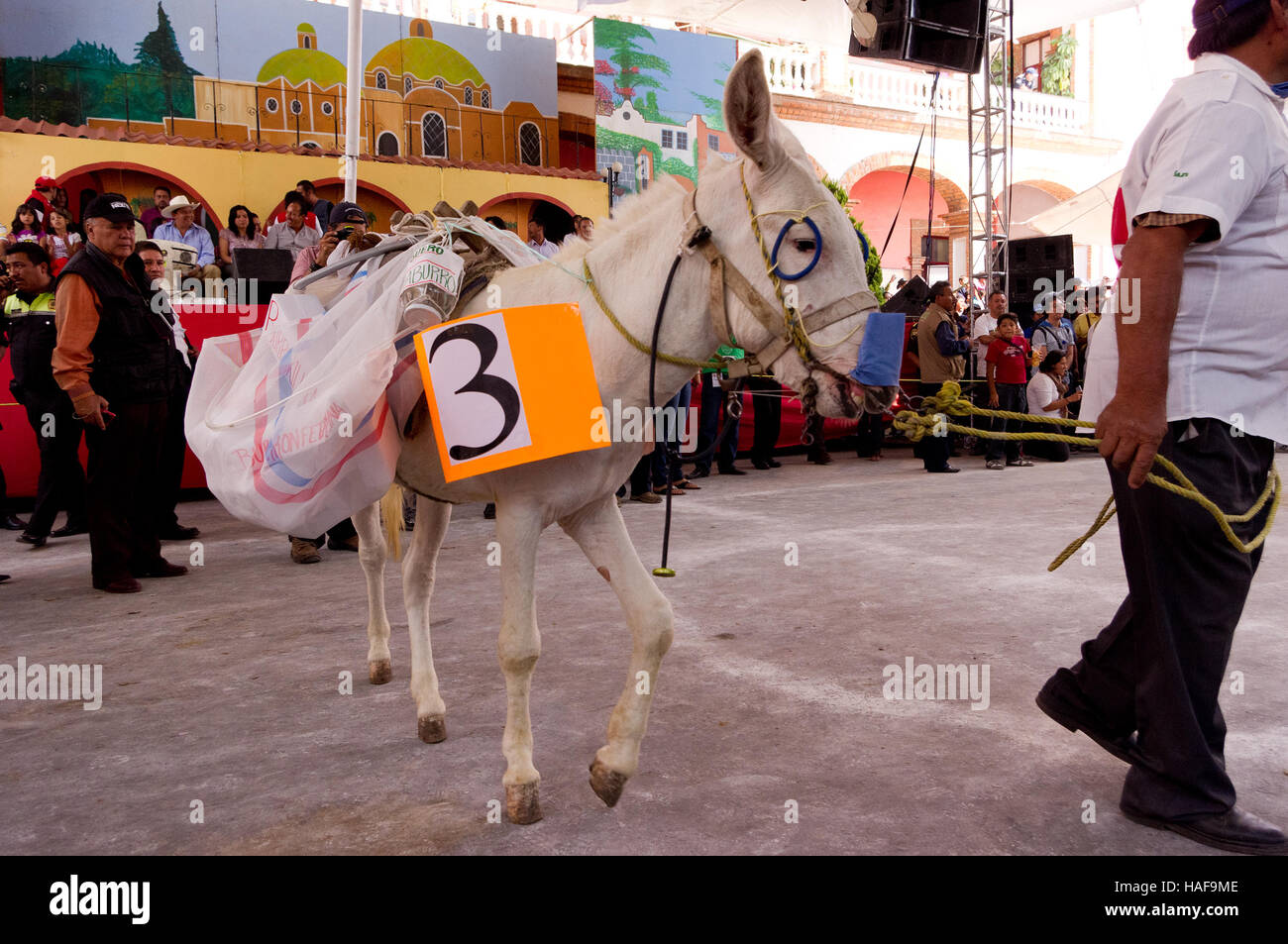 Concours au cours de l'âne vêtu juste d'Âne (Feria del burro) à Otumba, Mexique Banque D'Images