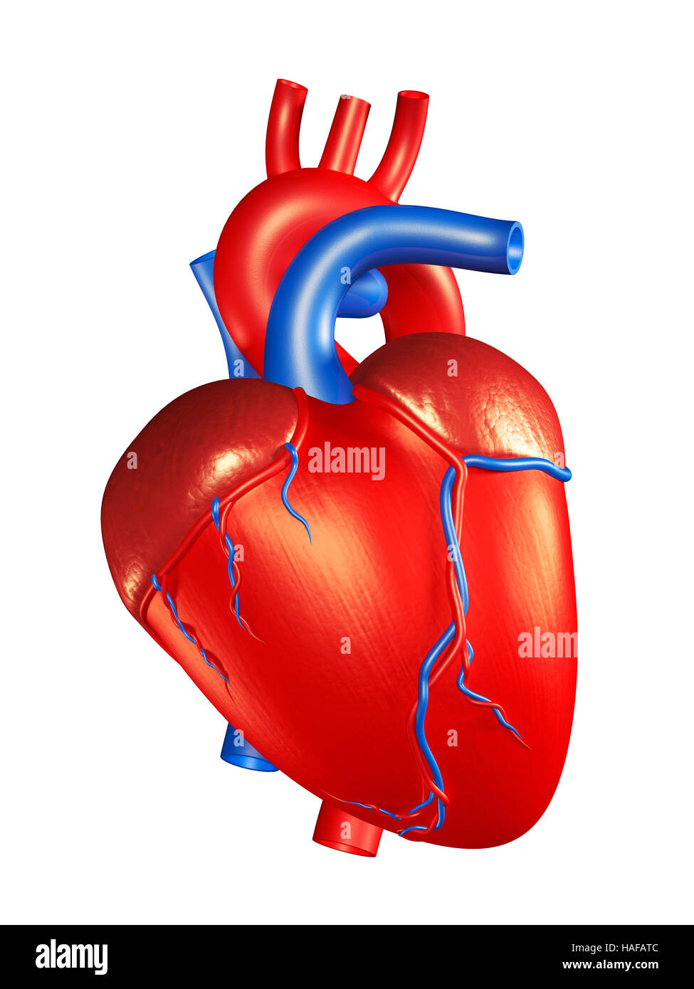 Coeur humain 3D Illustration isolé sur fond blanc Banque D'Images