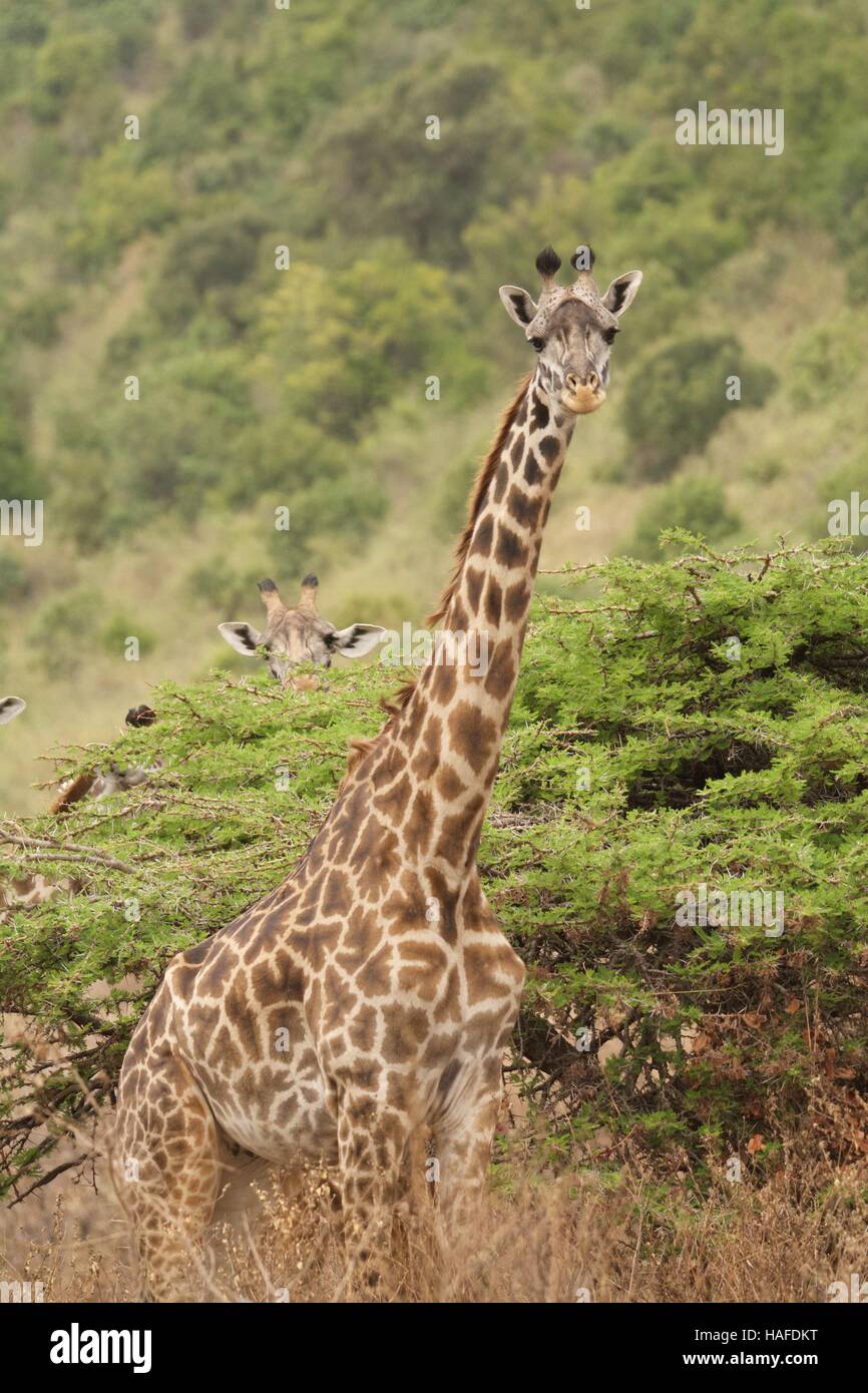 Girafe Masaï Banque D'Images