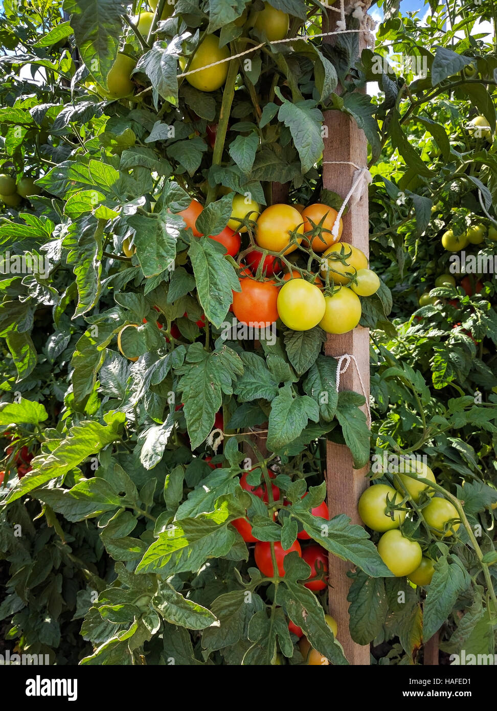 Les cultures de tomate avec jeu in vegetable garden Banque D'Images