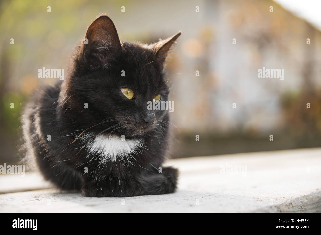Triste Petit Chat Noir Se Trouve Sur La Planche En Bois A L Automne Photo Stock Alamy