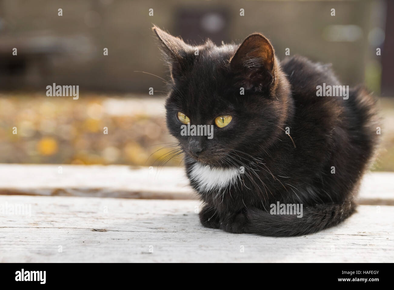 Triste Petit Chat Noir Se Trouve Sur La Planche En Bois A L Automne Photo Stock Alamy