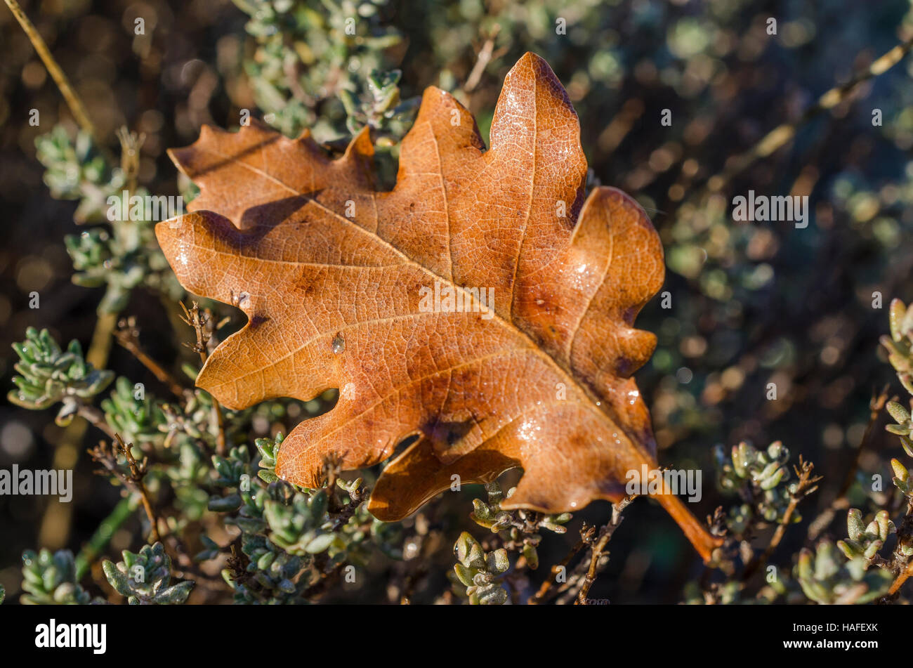 FORET DE STE BAUME, FEUILLE MORTE, VAR 83 FRANCE Banque D'Images