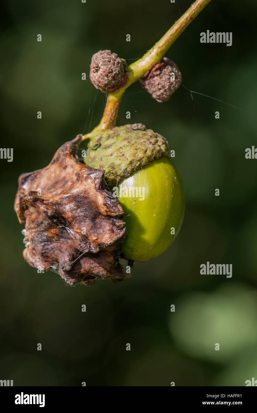 Knopper gall sur acorn causé par le Gall Wasp - Andricus quercuscalicis, trouvés dans la nature Whisby Park, près de Lincoln, UK Banque D'Images