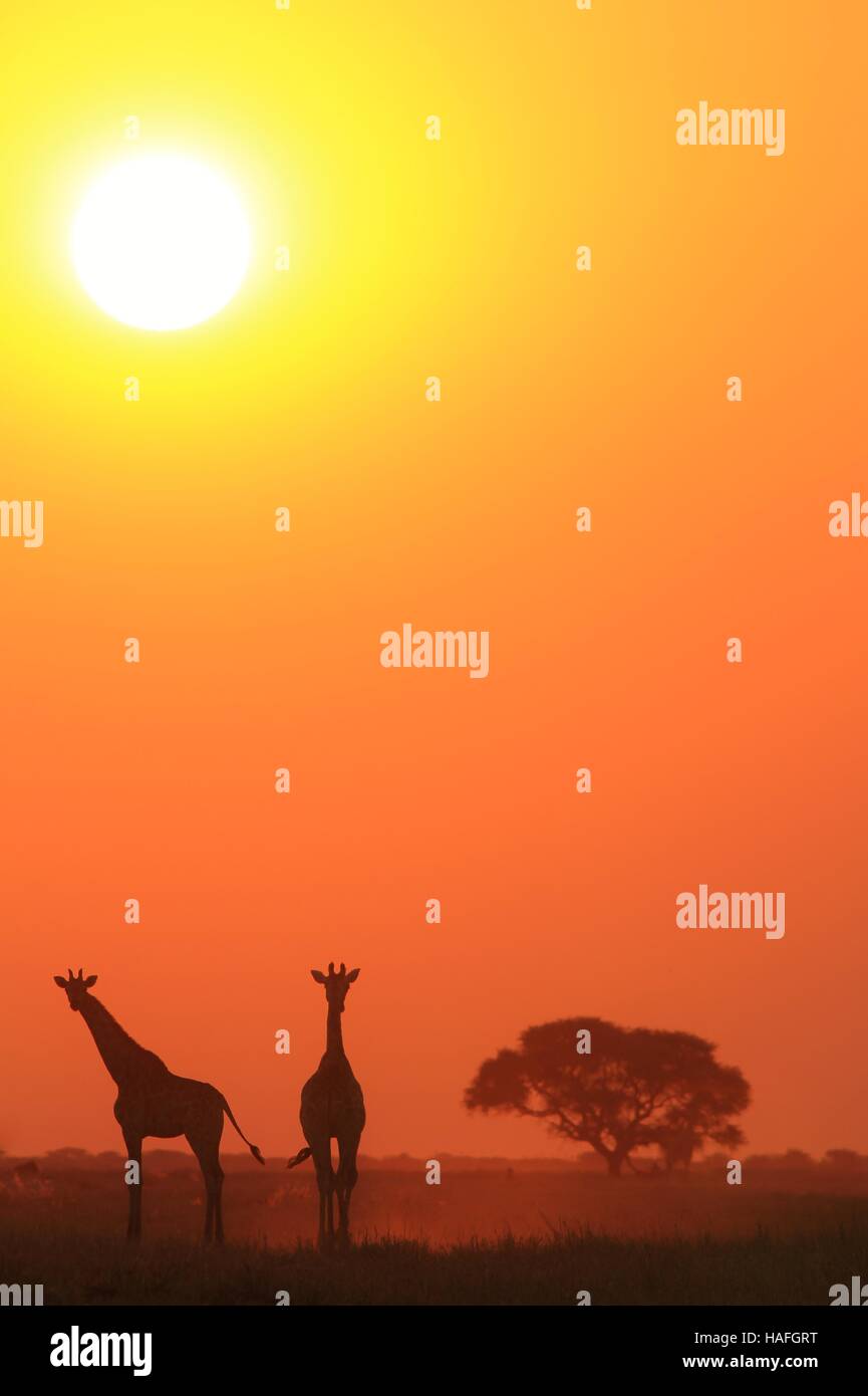 Les Girafes de l'Afrique australe posent en silhouette contre un golden et magnifiquement de soleil colorés ciel. Photographiée en Namibie. Banque D'Images