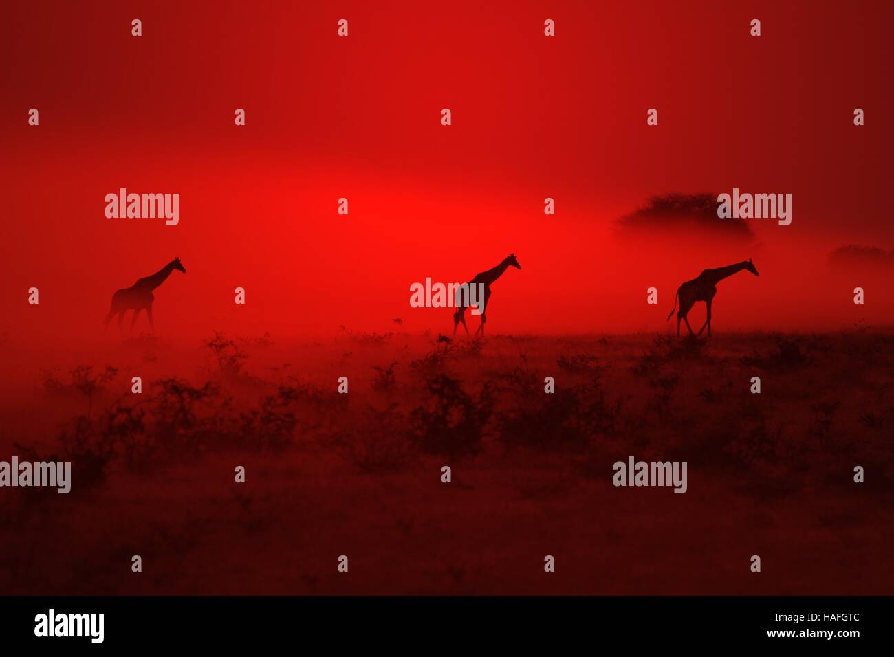 Les girafes de l'Afrique australe trois marche à travers une fumée rouge mystique et la poussière le coucher du soleil, comme on le voit dans les contrées sauvages de la Namibie, le sud-ouest de l'Afrique. Banque D'Images