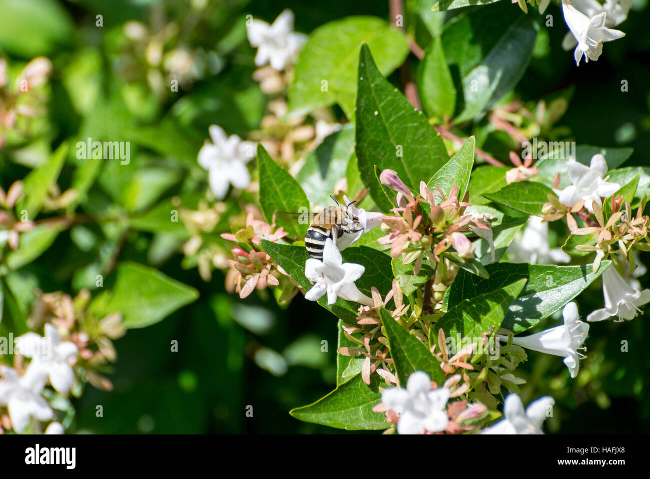 Bandes blanches Digger, Abeille Amegilla quadrifasciata. Photo prise à Colmenar Viejo, Madrid. L'Espagne. Banque D'Images