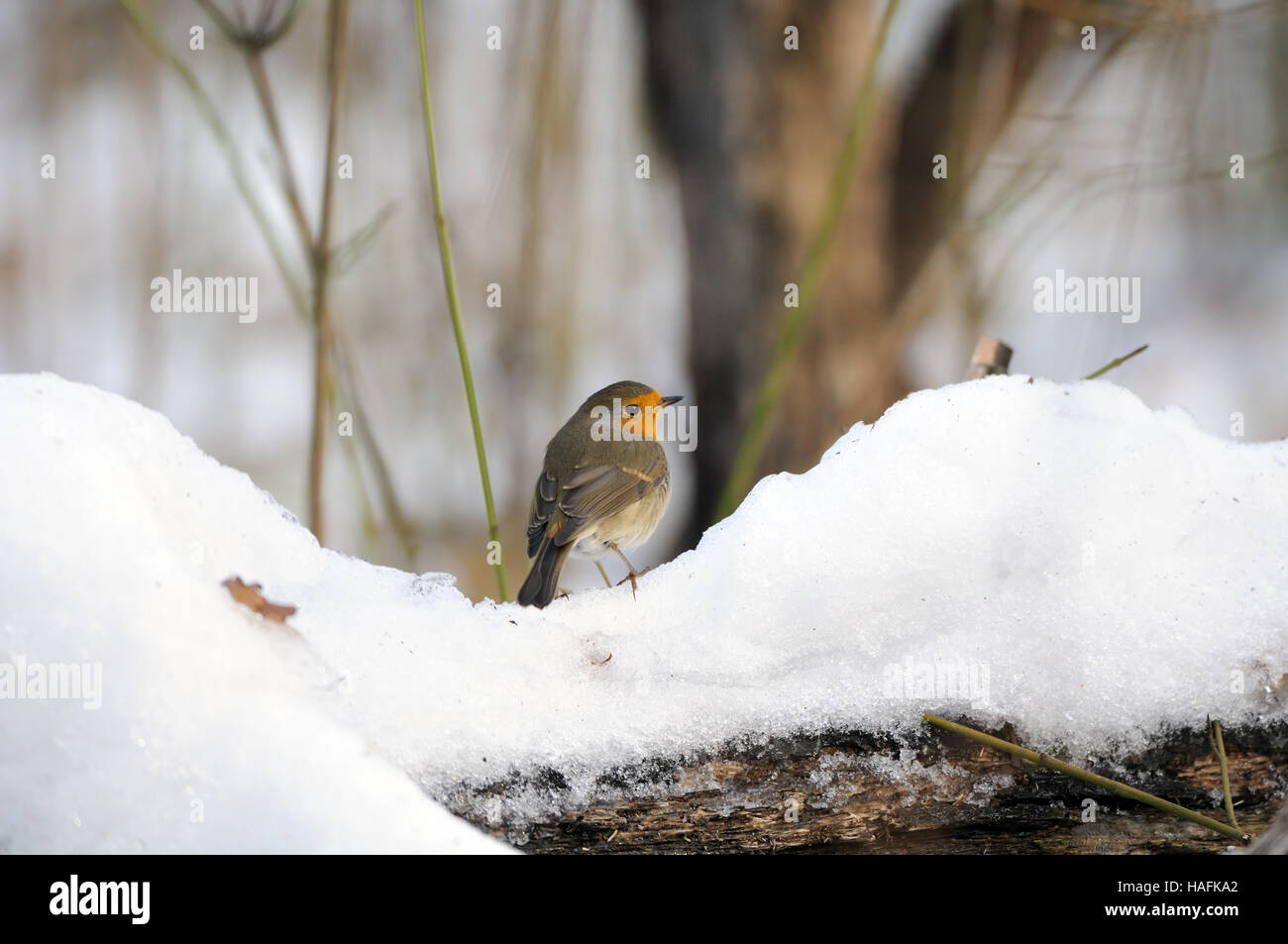 European Robin (Erithacus rubecula aux abords) dans le parc enneigé. Moscou, Russie Banque D'Images
