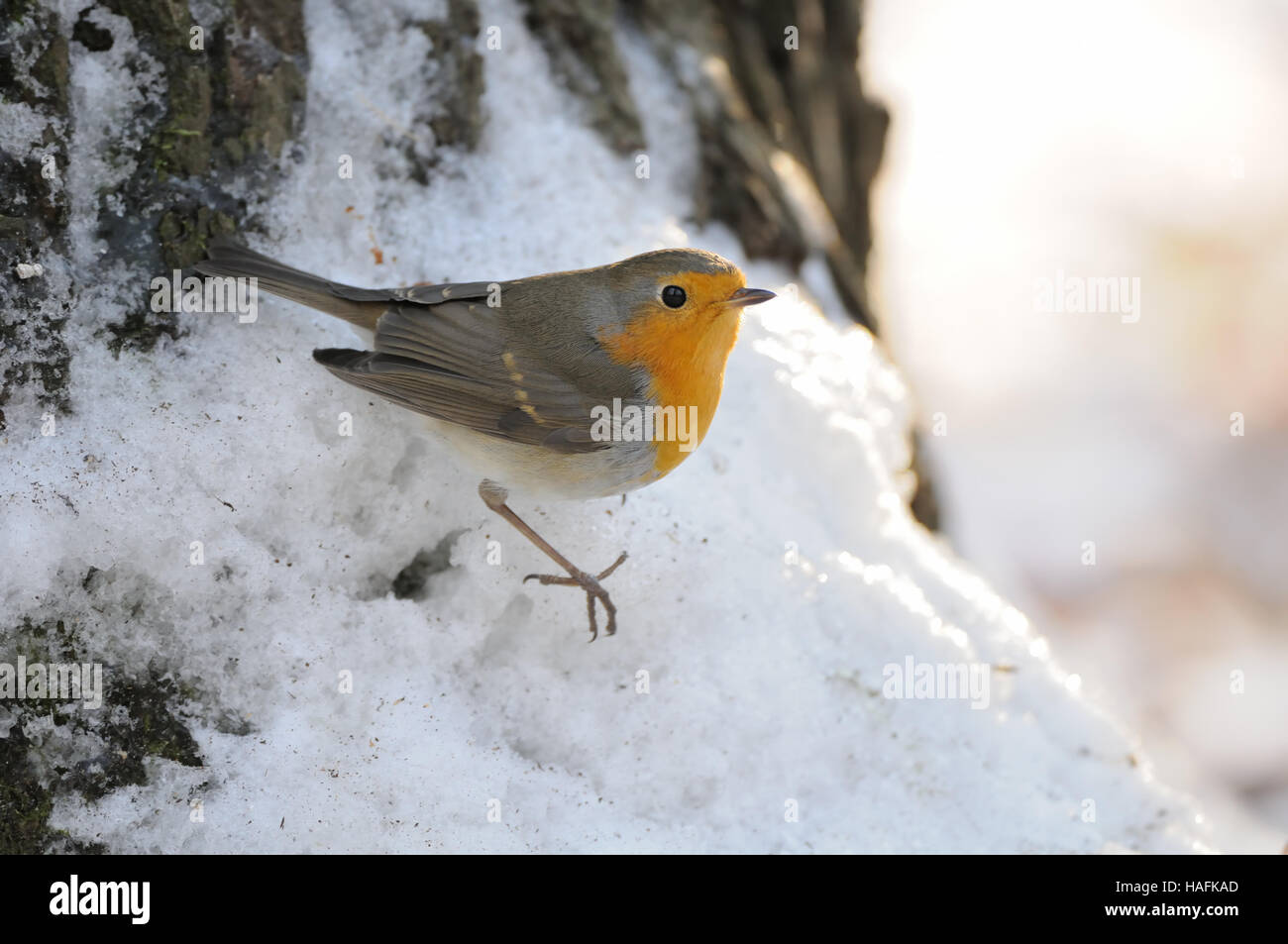 European Robin (Erithacus rubecula aux abords) hivernant dans city park. Moscou, Russie Banque D'Images