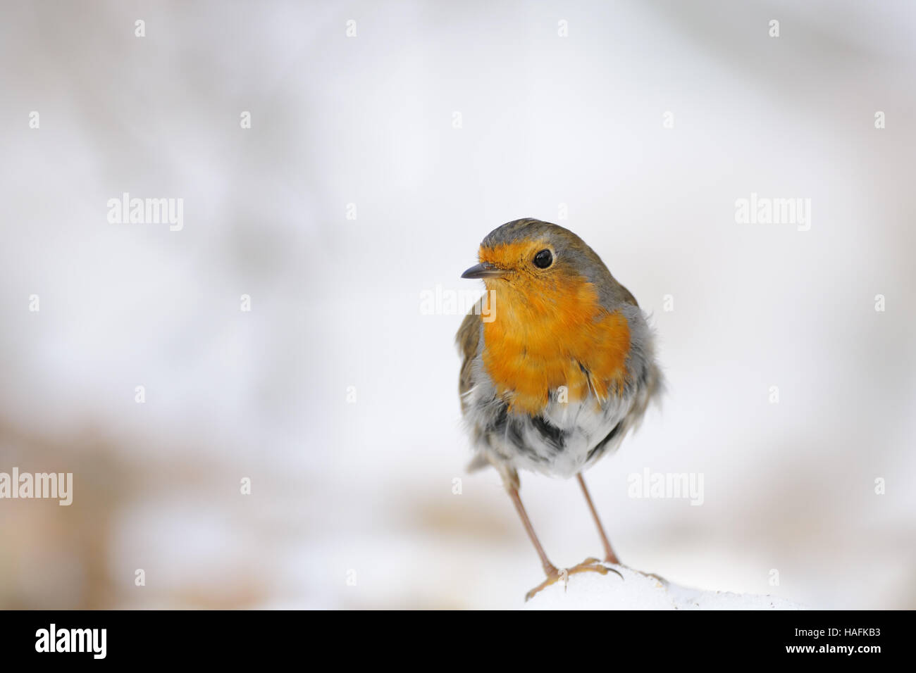 European Robin (Erithacus rubecula aux abords) dans la neige. Moscou, Russie Banque D'Images