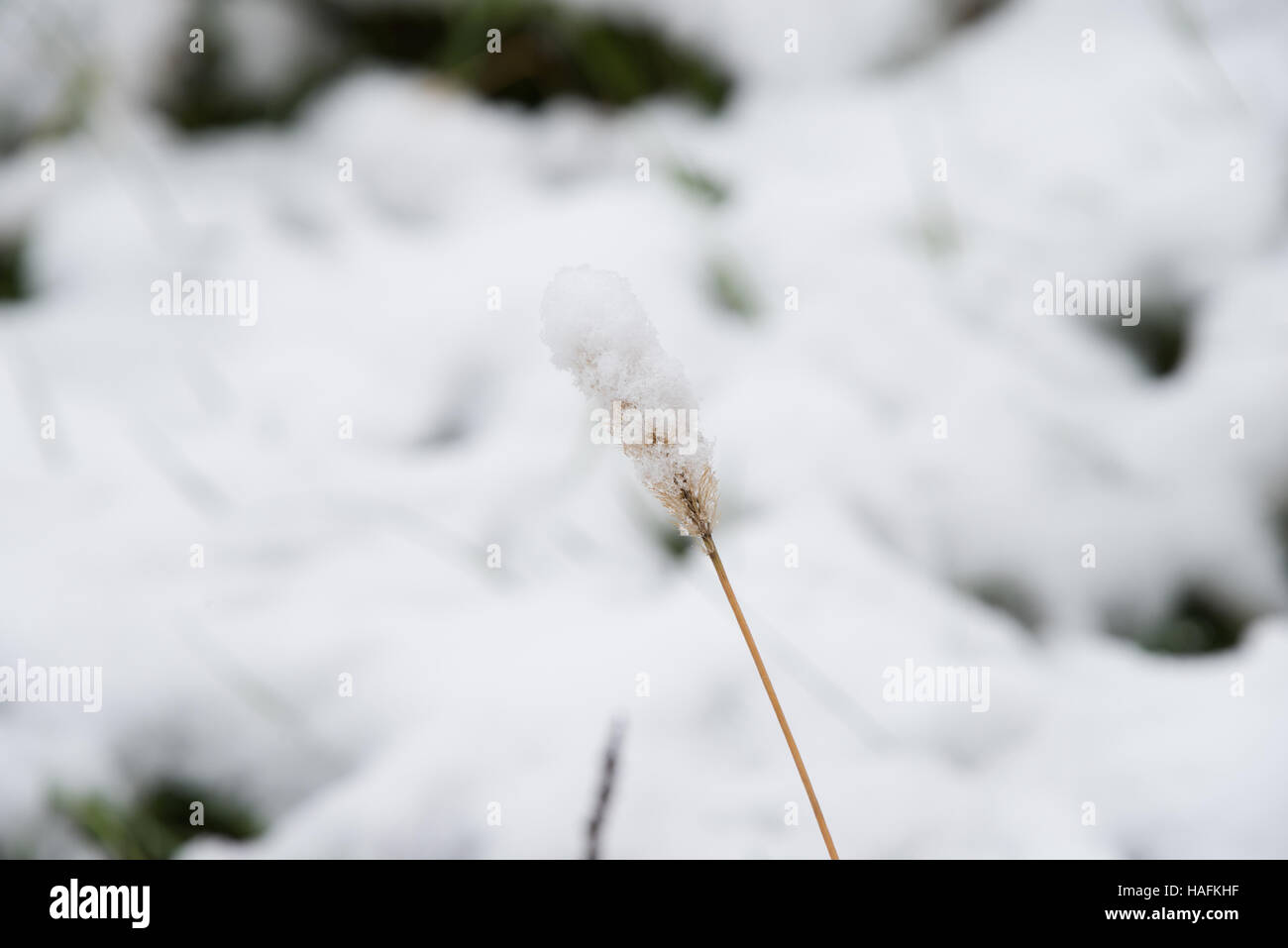 L'herbe fraîche sous la neige, l'herbe verte sous la première neige Banque D'Images