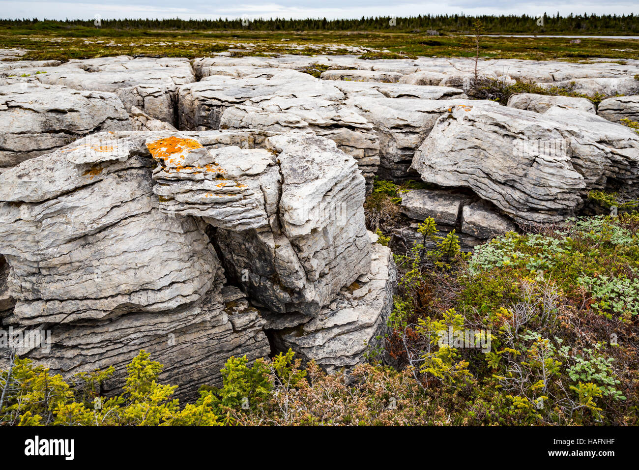 De grands rochers blancs sur le sentier des Roches Blanches fleurs près de Cove, Terre-Neuve et Labrador, Canada. Banque D'Images
