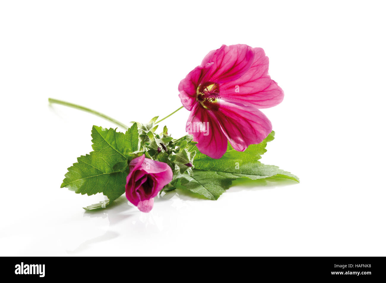 Grande mauve, mauve commune ou la mauve sauvage (Malva sylvestri), fleur  Photo Stock - Alamy