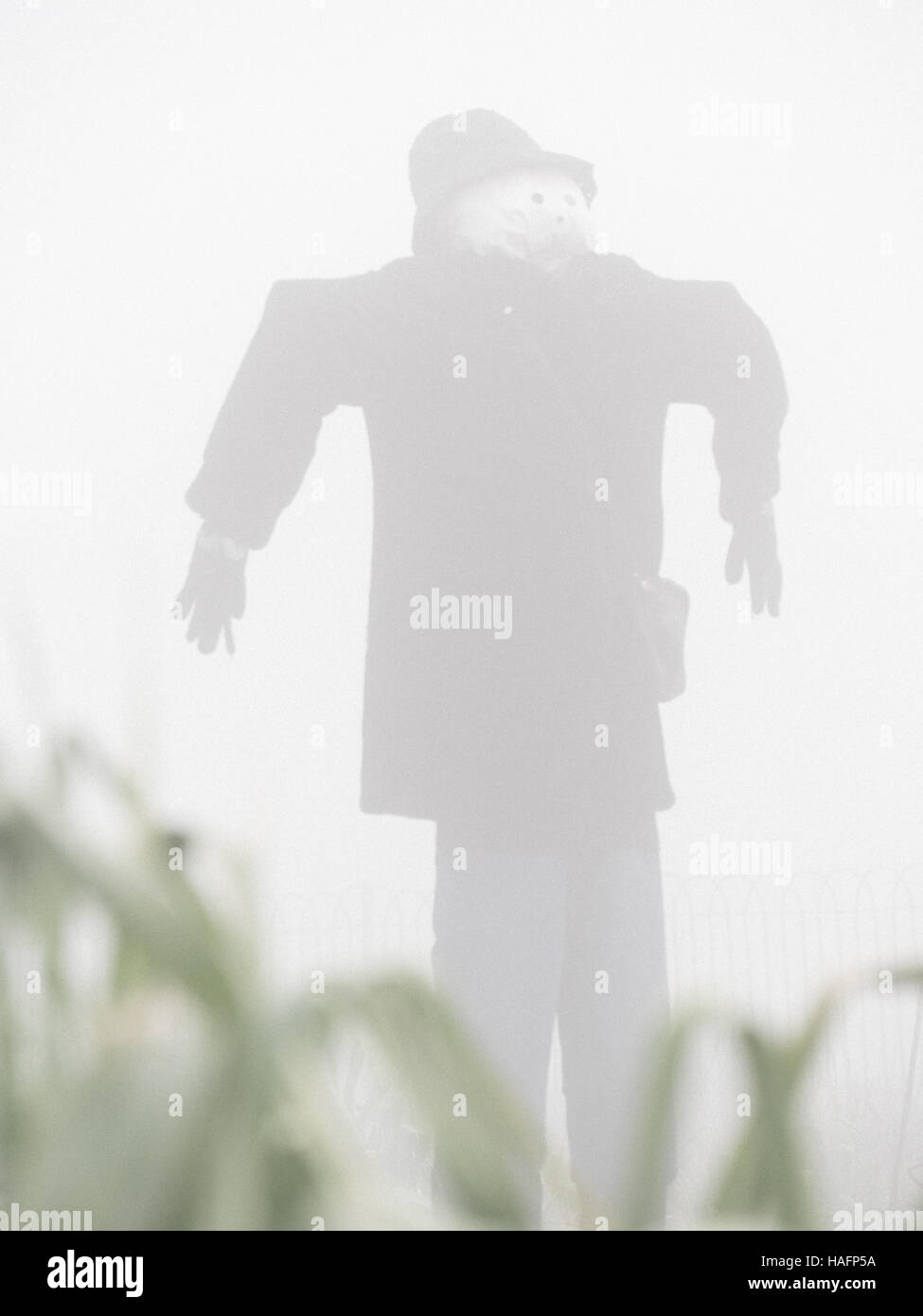 Épouvantail dans la brume sur un matin brumeux Banque D'Images