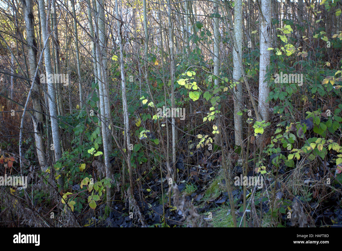 Résumé fond feuille feuilles tombées sur le sol de la forêt Banque D'Images