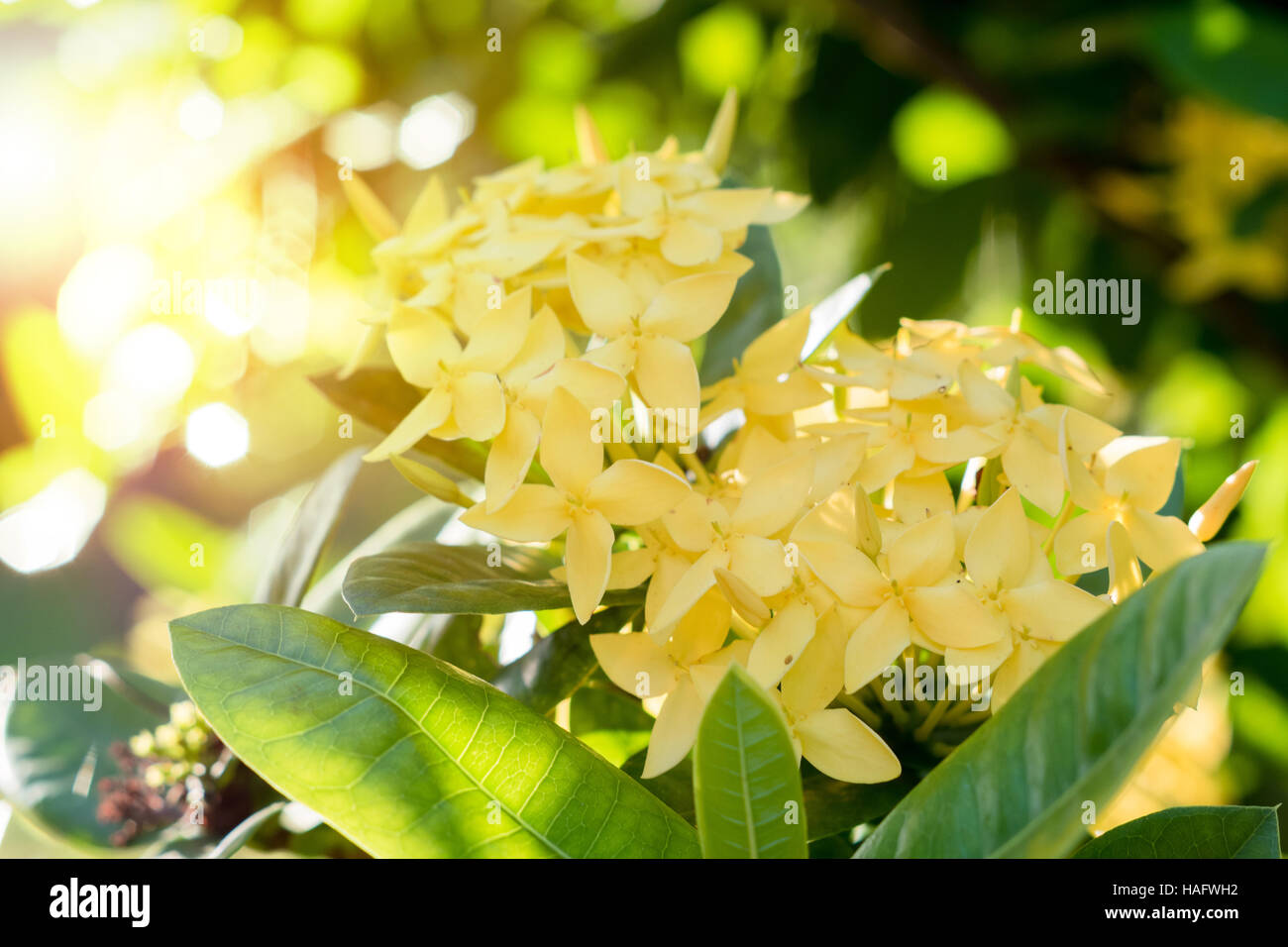 Ixora jaune fleur fleur.spike. Le roi Ixora Ixora chinensis (en fleurs). Les Rubiaceae Ixora coccinea fleur.dans le jardin de fleurs Banque D'Images Ixora jaune fleur fleur.spike. Le roi Ixora Ixora chinensis (en fleurs). Les Rubiaceae Ixora coccinea fleur.dans le jardin de fleurs Banque D'Images
