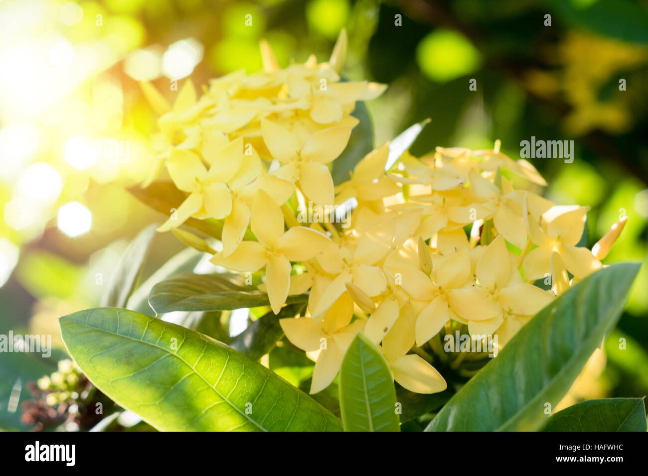 Ixora jaune fleur fleur.spike. Le roi Ixora Ixora chinensis (en fleurs). Les Rubiaceae Ixora coccinea fleur.dans le jardin de fleurs Banque D'Images Ixora jaune fleur fleur.spike. Le roi Ixora Ixora chinensis (en fleurs). Les Rubiaceae Ixora coccinea fleur.dans le jardin de fleurs Banque D'Images