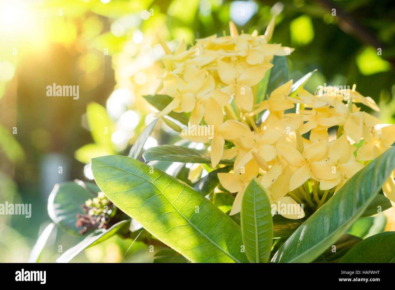 Ixora jaune fleur fleur.spike. Le roi Ixora Ixora chinensis (en fleurs). Les Rubiaceae Ixora coccinea fleur.dans le jardin de fleurs Banque D'Images Ixora jaune fleur fleur.spike. Le roi Ixora Ixora chinensis (en fleurs). Les Rubiaceae Ixora coccinea fleur.dans le jardin de fleurs Banque D'Images
