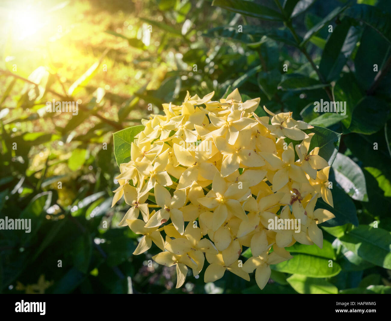 Ixora jaune fleur fleur.spike. Le roi Ixora Ixora chinensis (en fleurs). Les Rubiaceae Ixora coccinea fleur.dans le jardin de fleurs Banque D'Images Ixora jaune fleur fleur.spike. Le roi Ixora Ixora chinensis (en fleurs). Les Rubiaceae Ixora coccinea fleur.dans le jardin de fleurs Banque D'Images