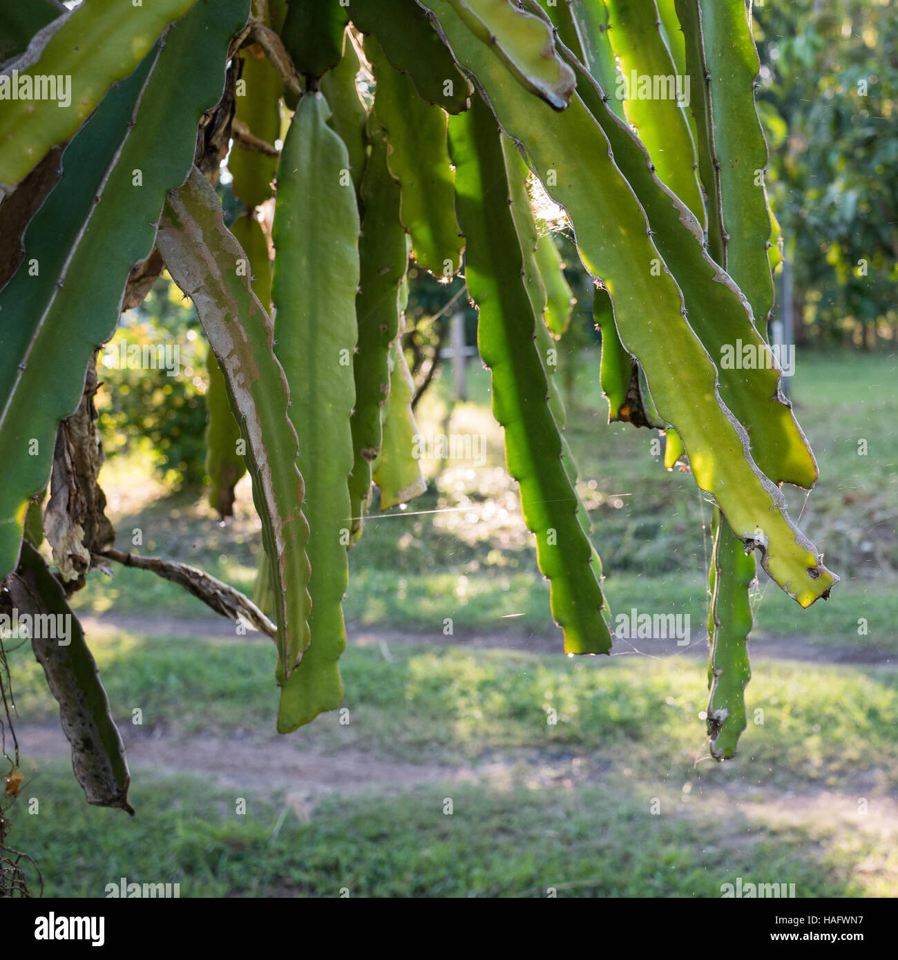 Fruit du dragon arbre dans un jardin Banque D'Images