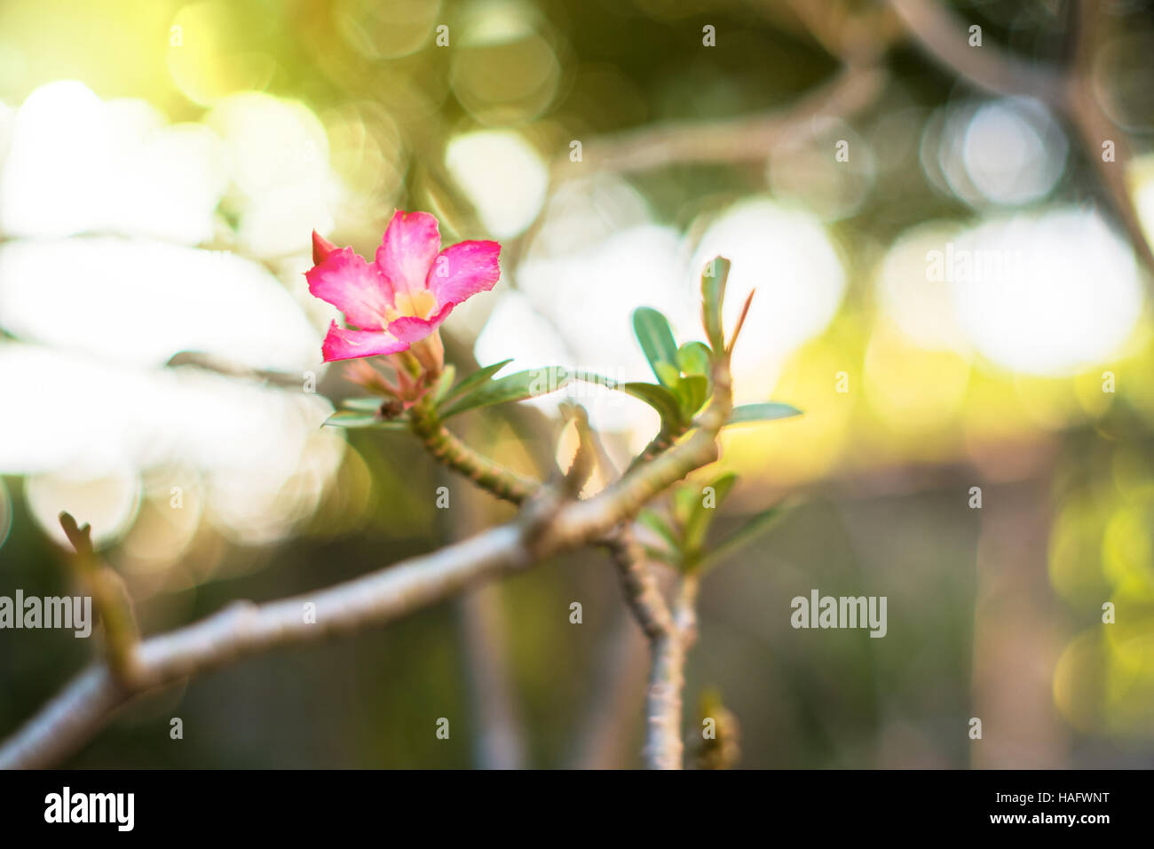 Desert rose fleur tropicale dans un arbre ou du Toitskloof belle adenium rose dans le jardin Banque D'Images