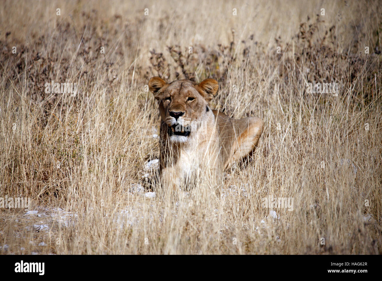 Une jeune lionne à Etosha en Namibie Banque D'Images