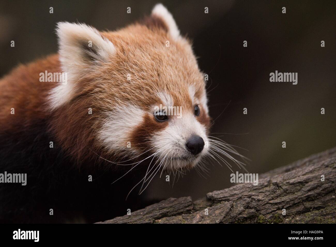 Red Panda Baby Banque D Image Et Photos Alamy Red Panda Baby Banque D Image Et Photos Alamy