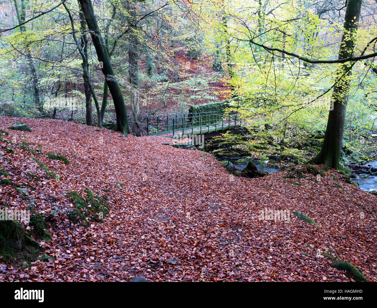 Passerelle sur fosse Gill dans Skrikes de bois, près de North Yorkshire Angleterre Campsites Canet-en-Roussillon Banque D'Images