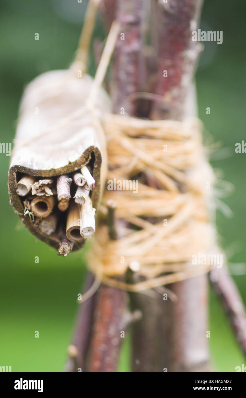 Canne et bâton de l'abri des insectes pour l'hibernation au Royal Botanic Gardens Edinburgh Banque D'Images