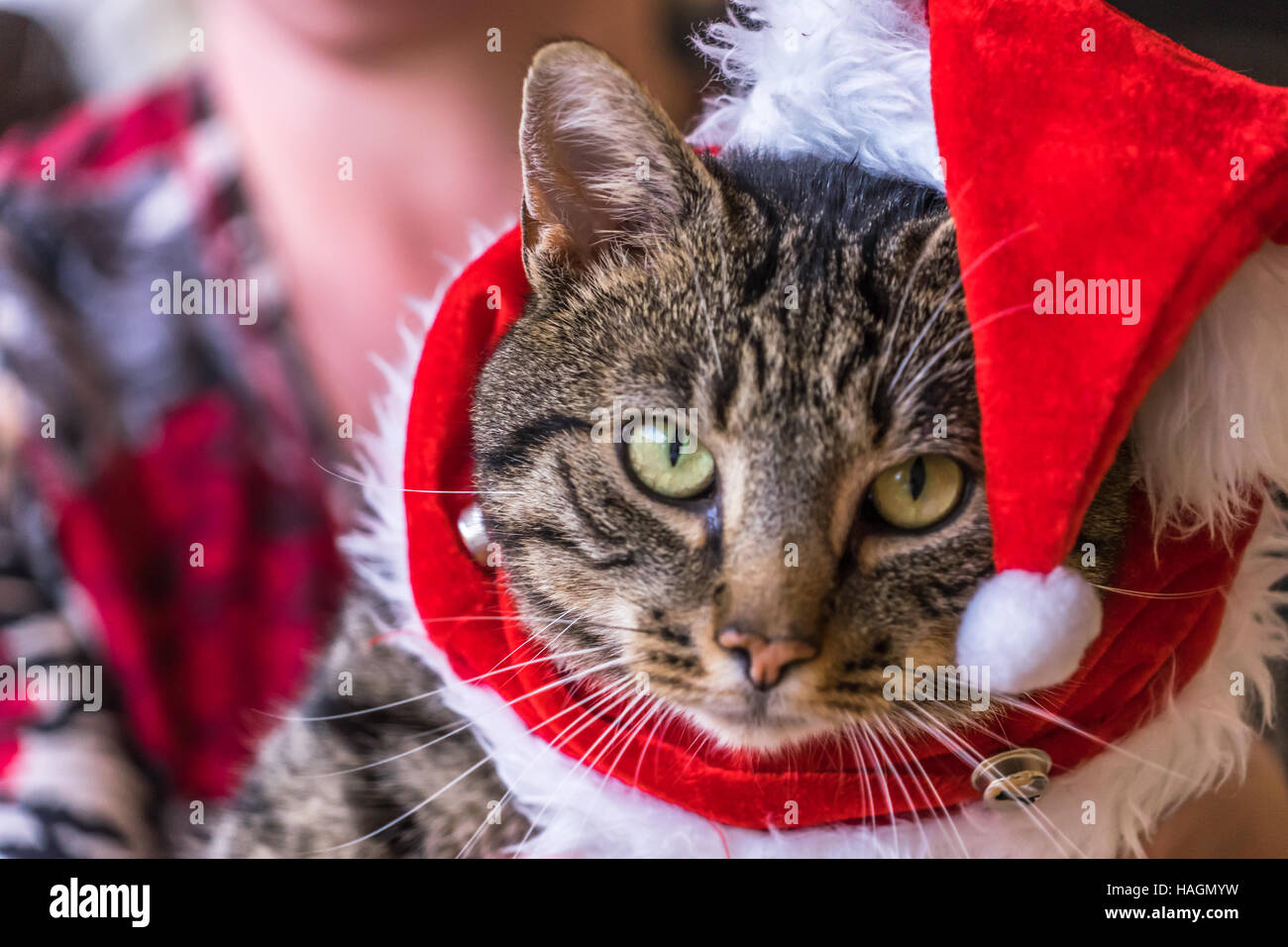 Cat in Santa Hat. Banque D'Images