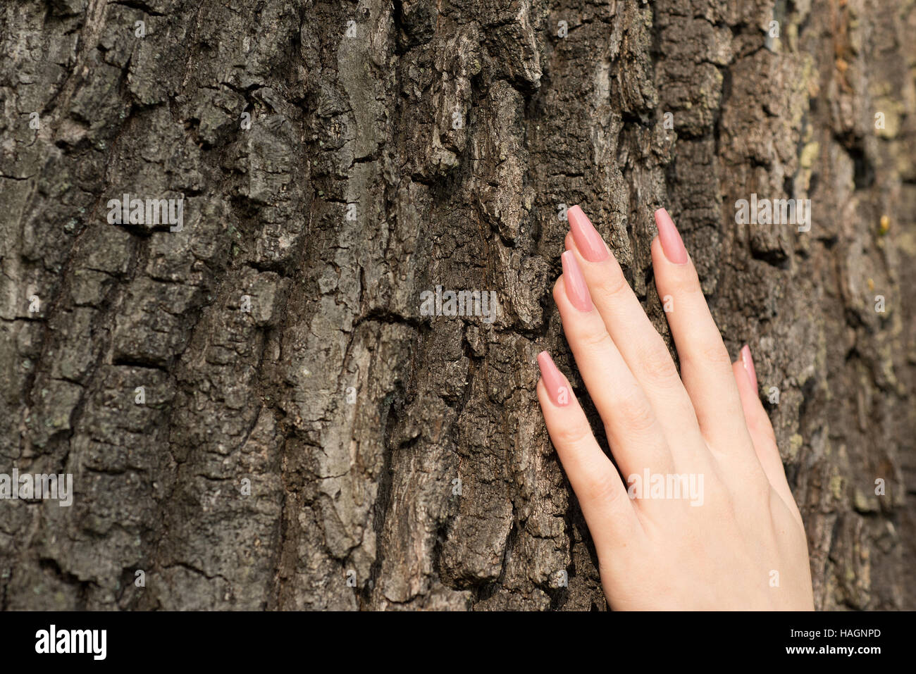 La main féminine avec de longs ongles toucher tree Banque D'Images