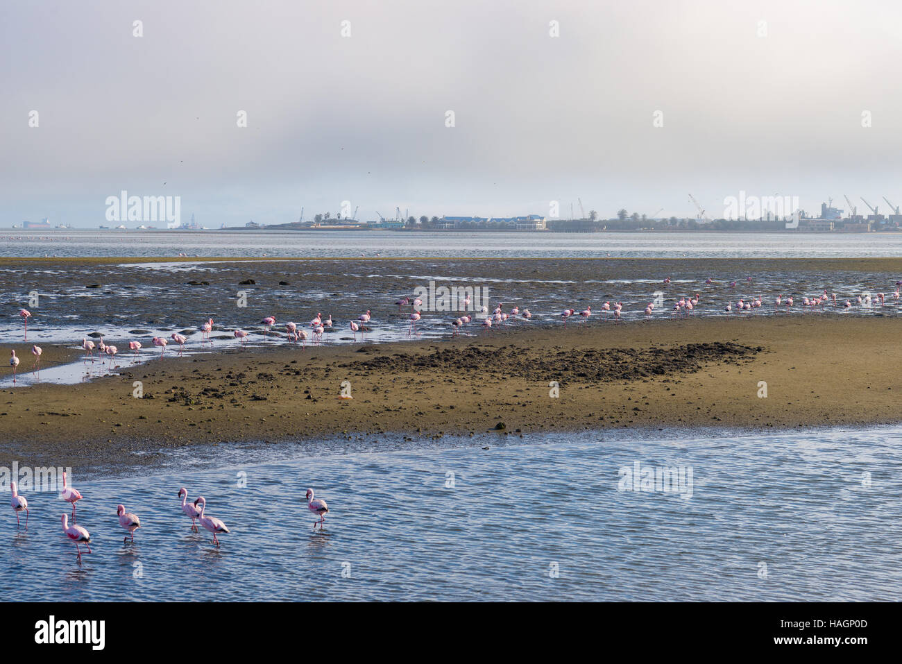 Groupe de flamants roses sur la mer  Walvis Bay, la cte atlantique de ...