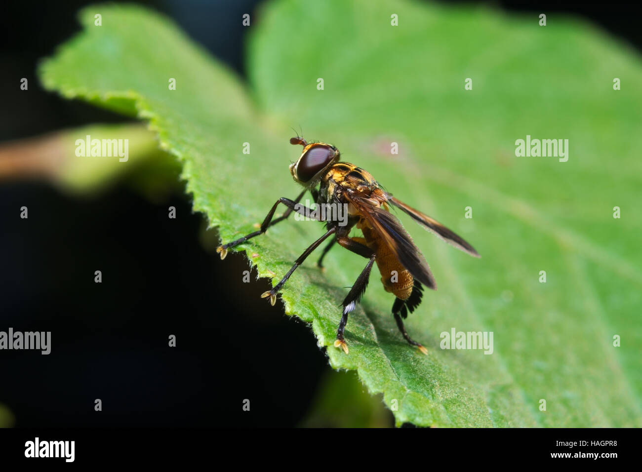 Fly (Trichopoda pennipes) utilisé comme agent de lutte biologique pour ces ravageurs agricoles Banque D'Images