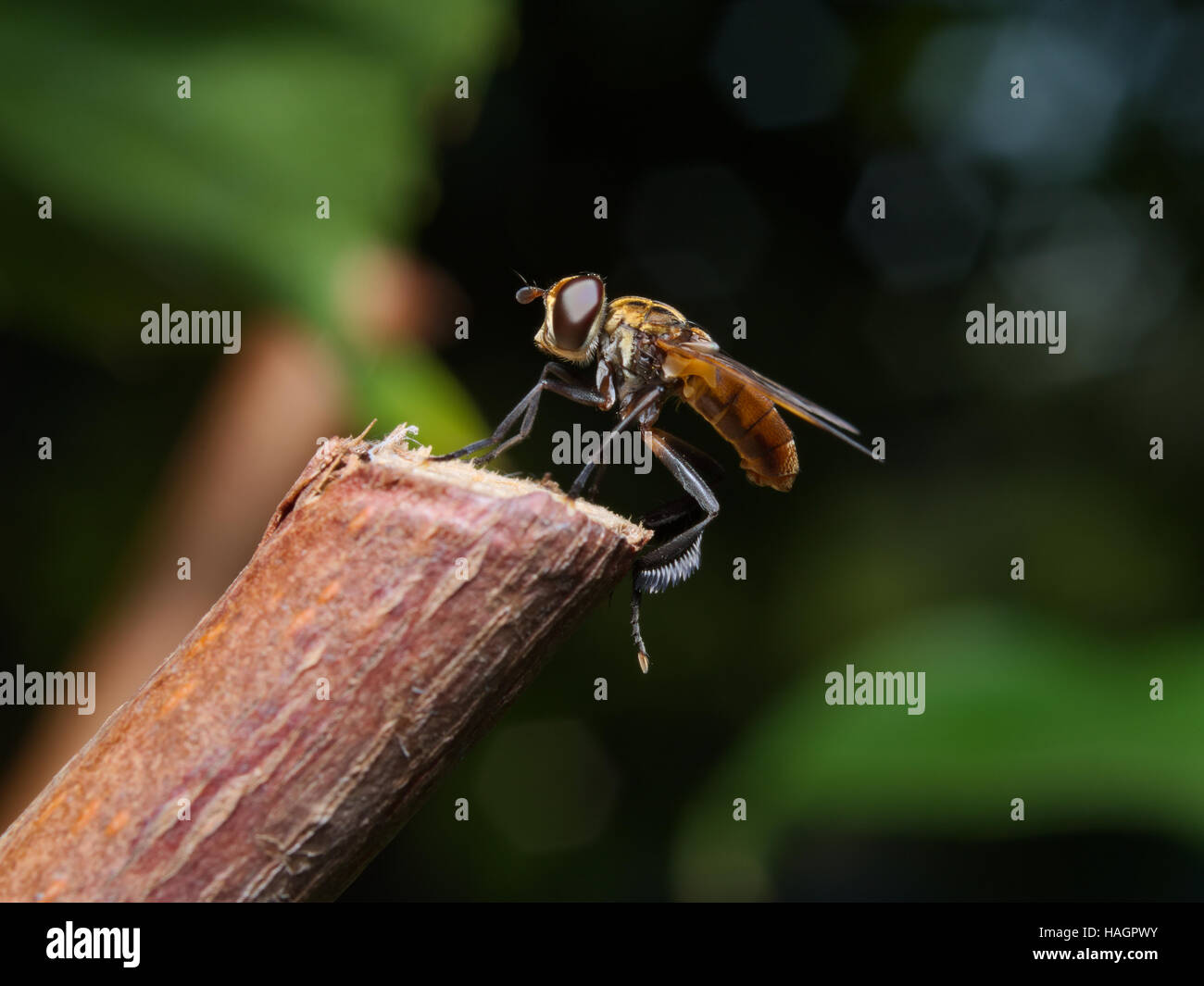 Fly (Trichopoda pennipes) utilisé comme agent de lutte biologique pour ces ravageurs agricoles Banque D'Images