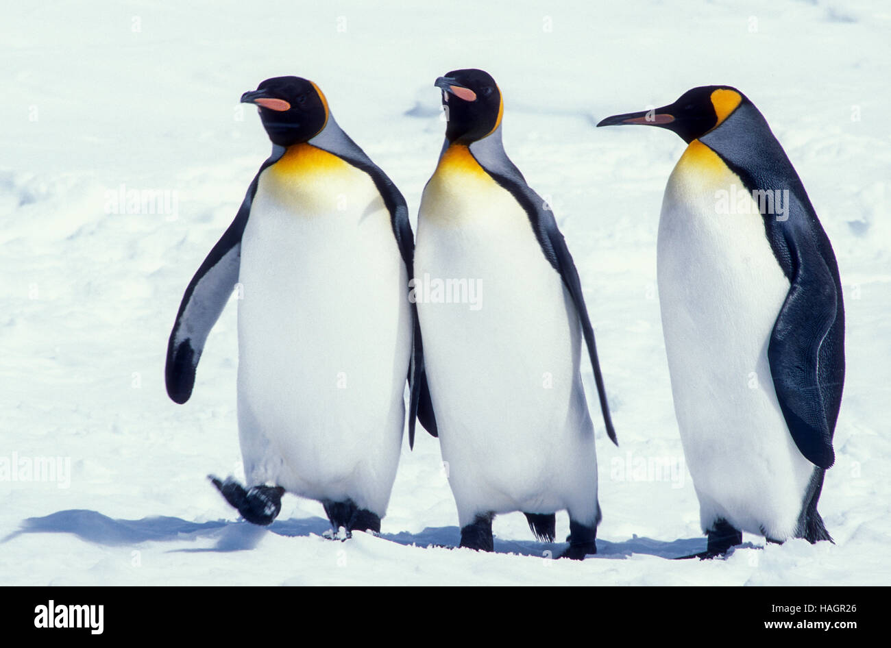 Le roi Penquins, le deuxième plus grand sur la terre, sur l'île de Géorgie du Sud, l'Antarctique, l'accouplement s'affichent en pleine tempête Banque D'Images