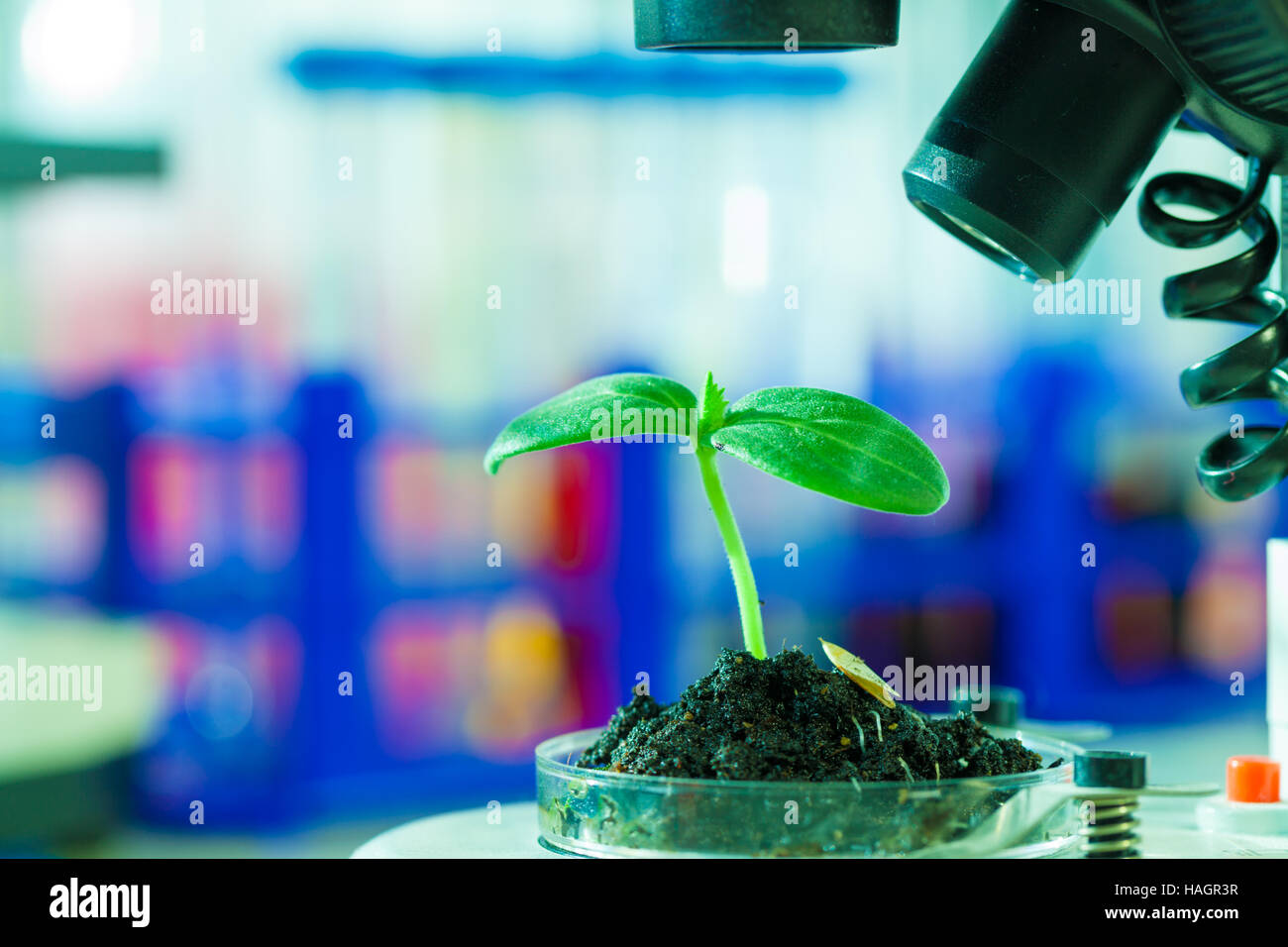 Jeune plante verte dans la boîte de pétri au laboratoire de botanique Banque D'Images
